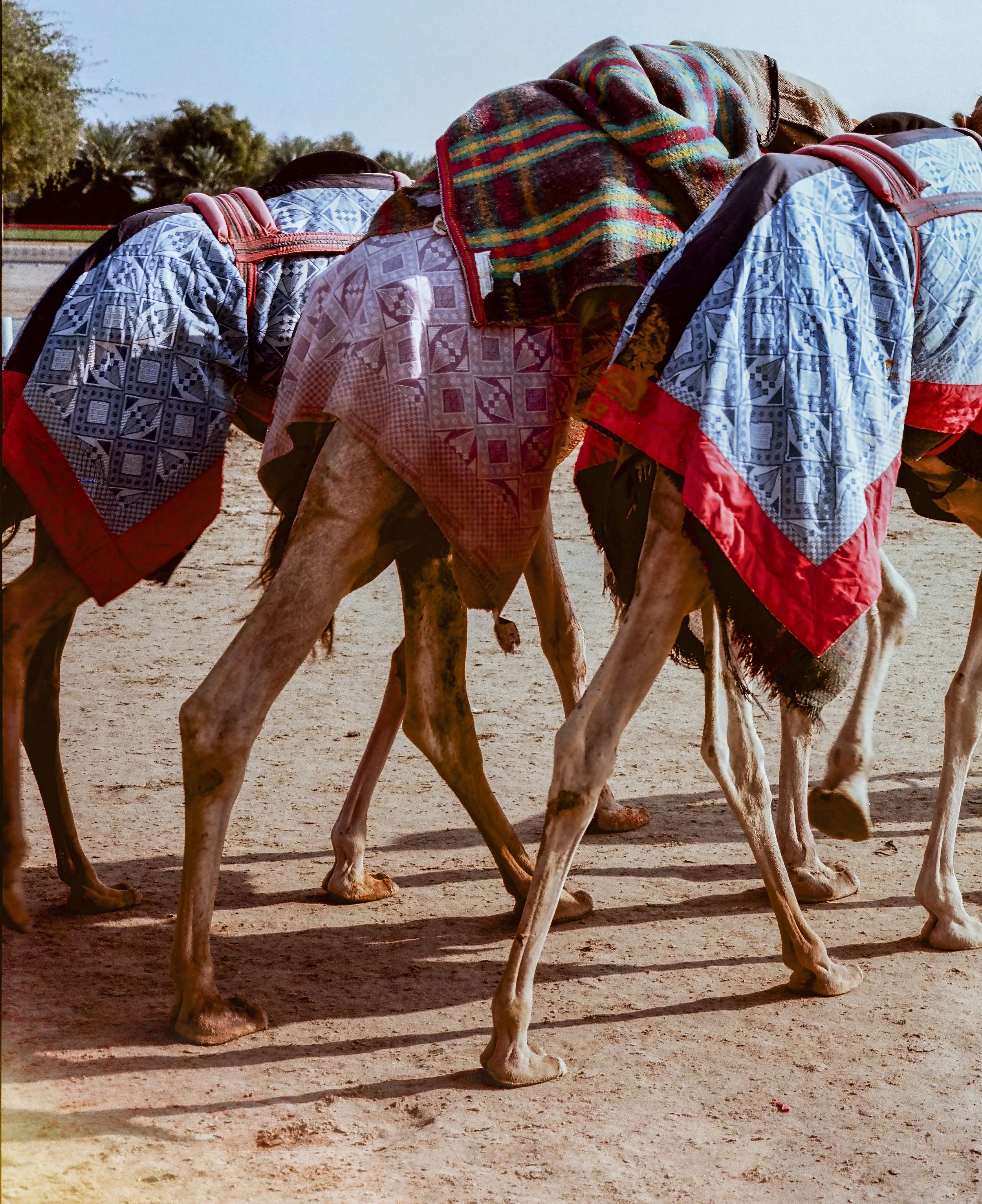 Multiple camels walking on sandy ground, dressed in colorful blankets and head coverings.