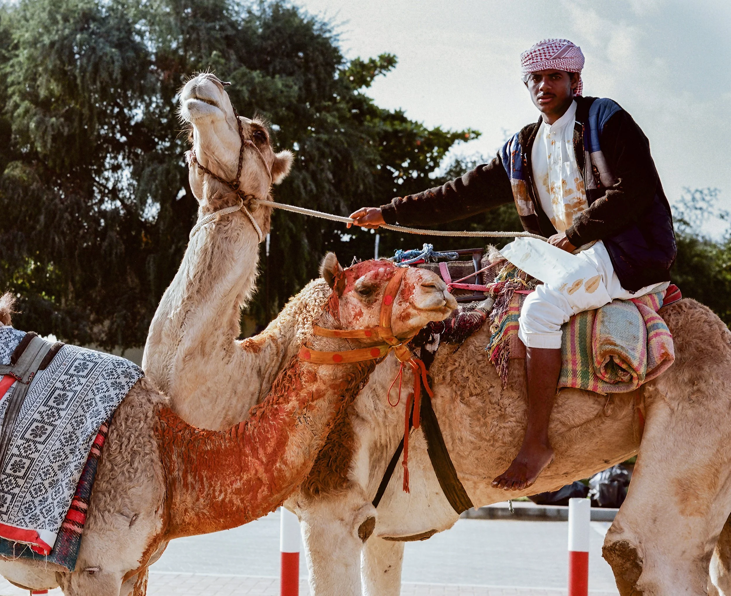 A man dressed in traditional dress sitting on a camel, holding its reins, with another camel nearby in an outdoor setting.