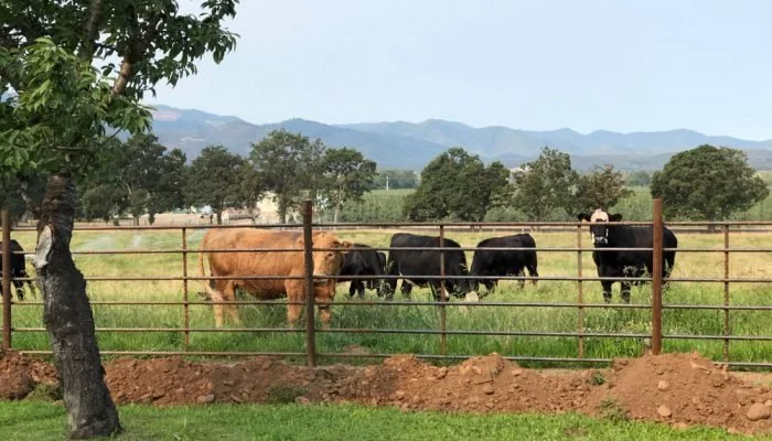Cattle grazing in a Rusted Gate Farm fenced pasture with trees and mountains in the background.