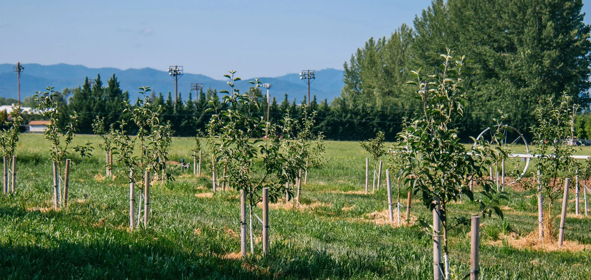 RGF's truffle orchard. By piloting high-value crop varieties, we are de-risking innovation for local farmers to enable financial prosperity.