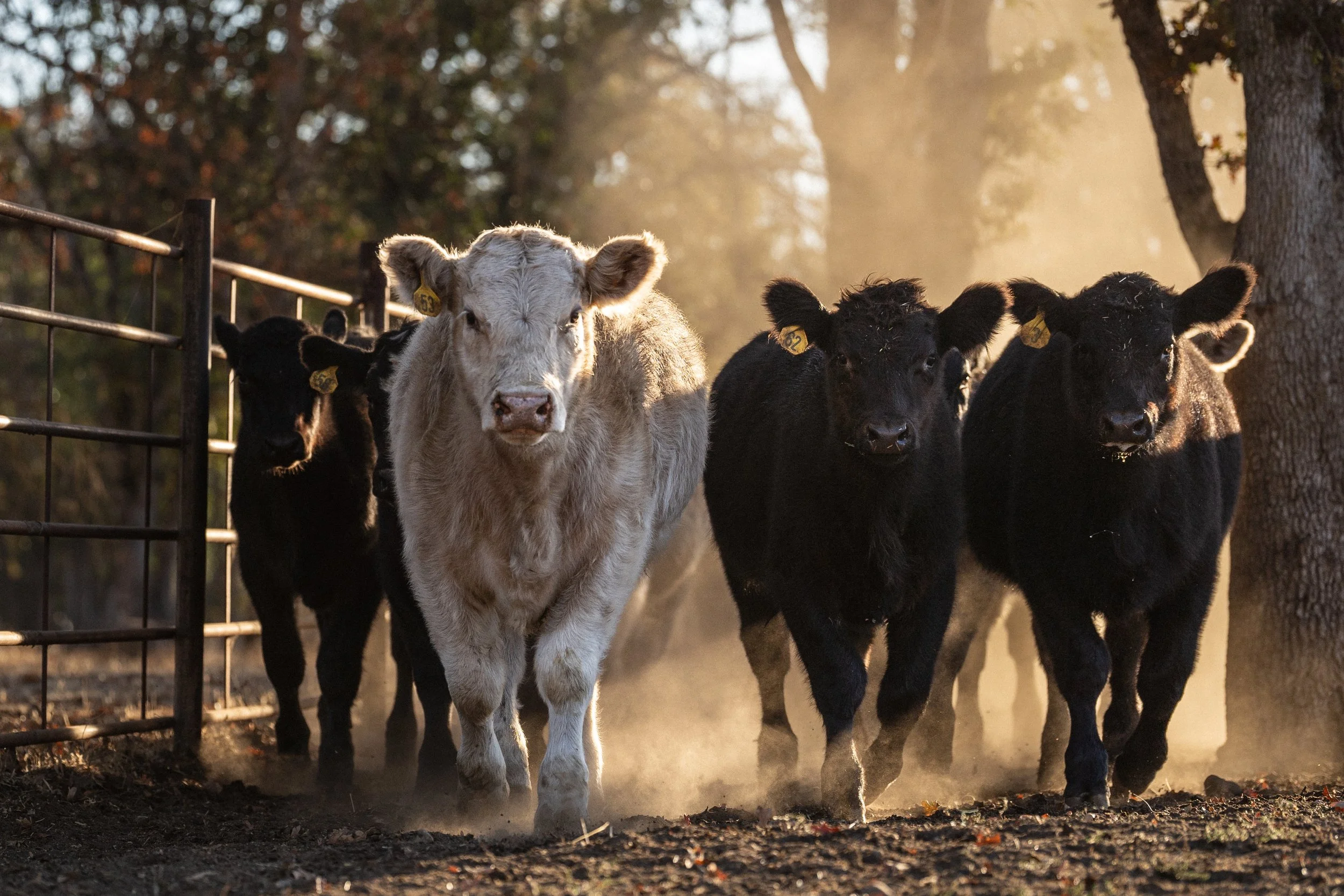 Premium grass-finished beef at Rusted Gate Farm.