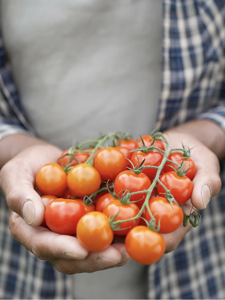 A person holding a bunch of fresh cherry tomatoes on the vine.