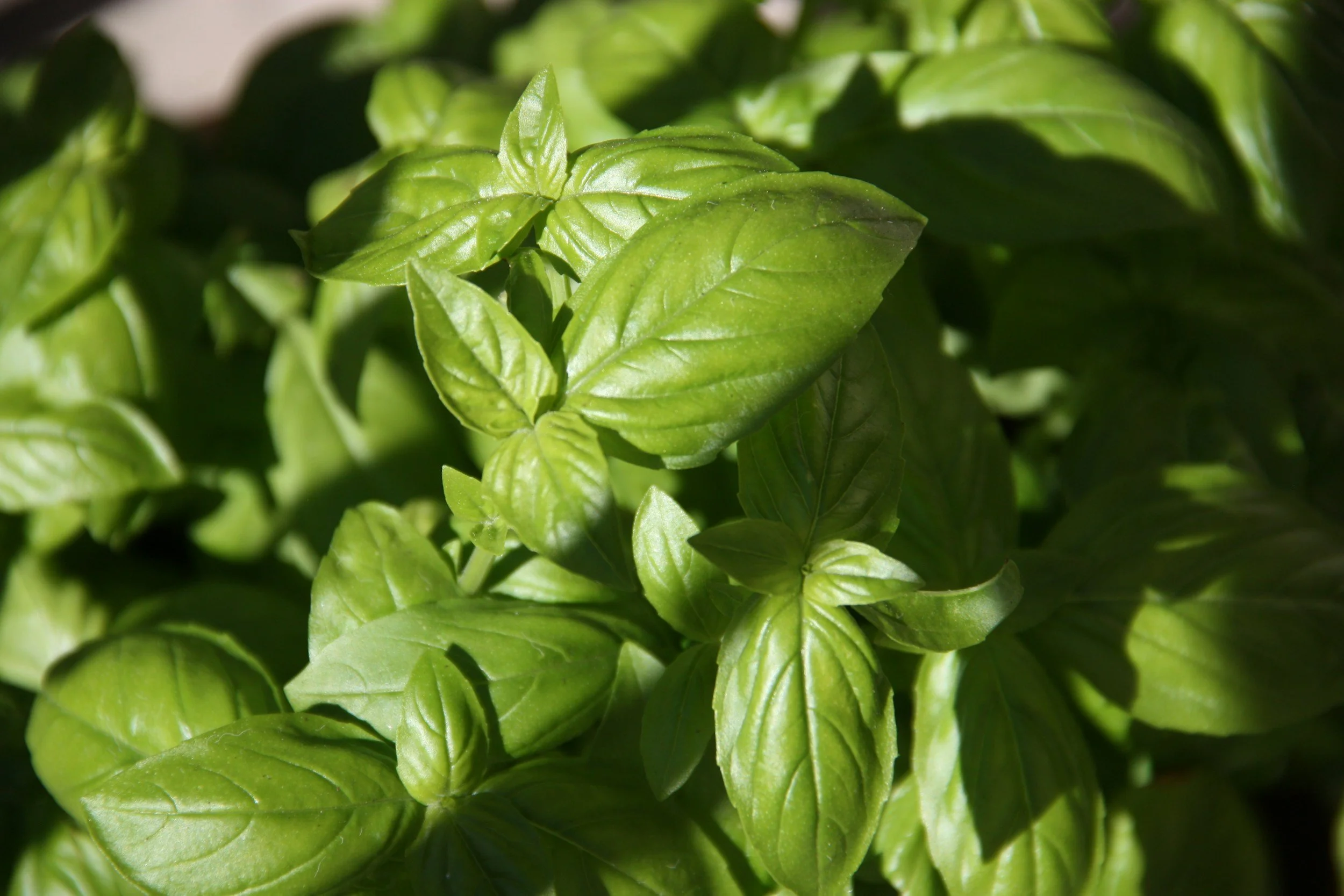 Close-up of fresh green basil leaves with sunlight highlighting their texture and veins.