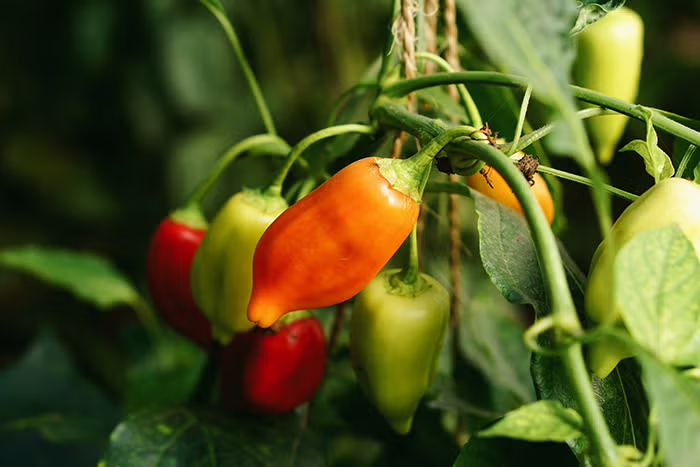 Close-up of a cluster of chili peppers on a plant, with some ripe red and orange peppers and unripe green peppers, surrounded by green leaves.