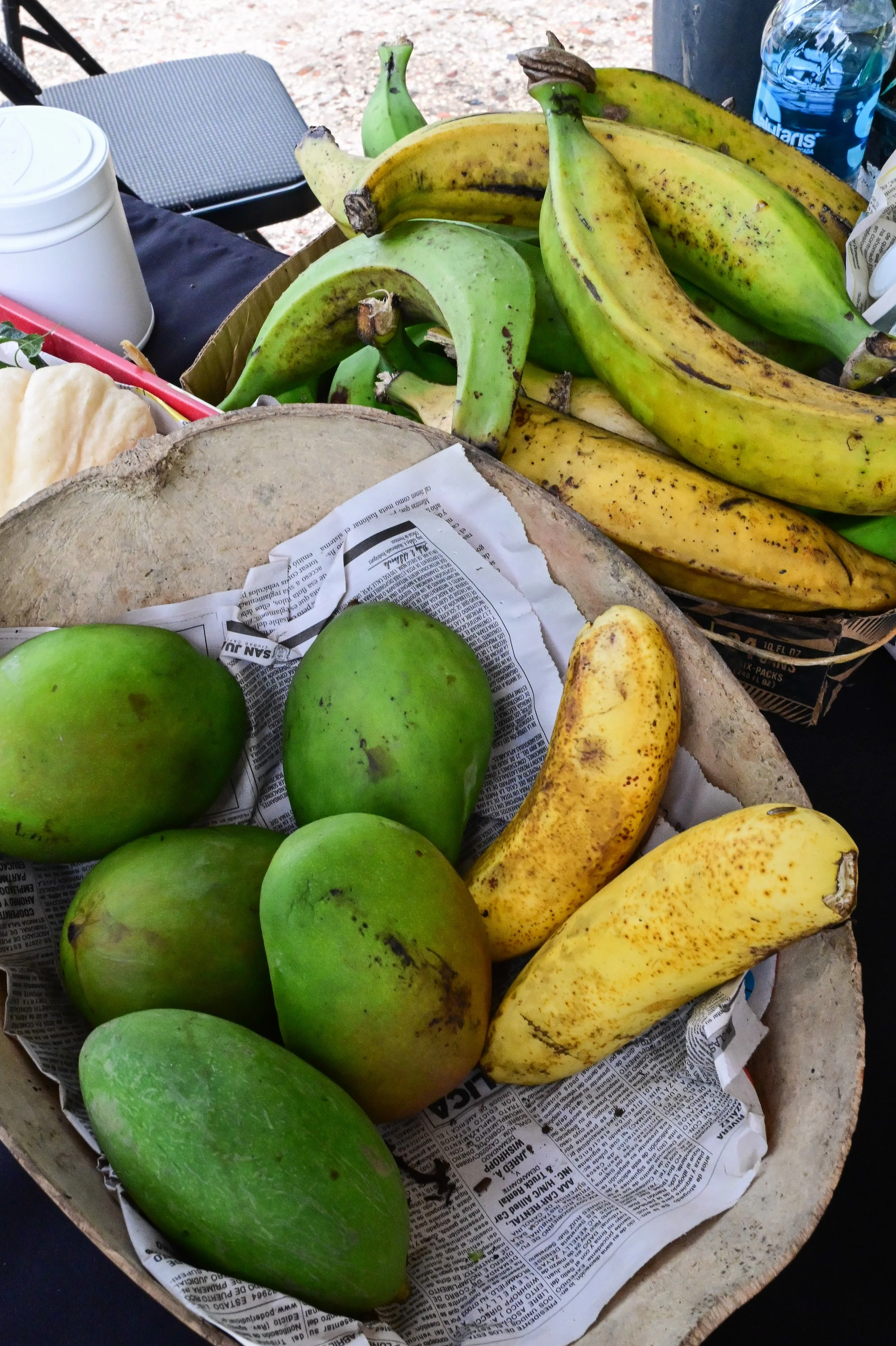 A basket with ripe bananas, green mangoes, and a watermelon, lined with newspaper, on an outdoor table.