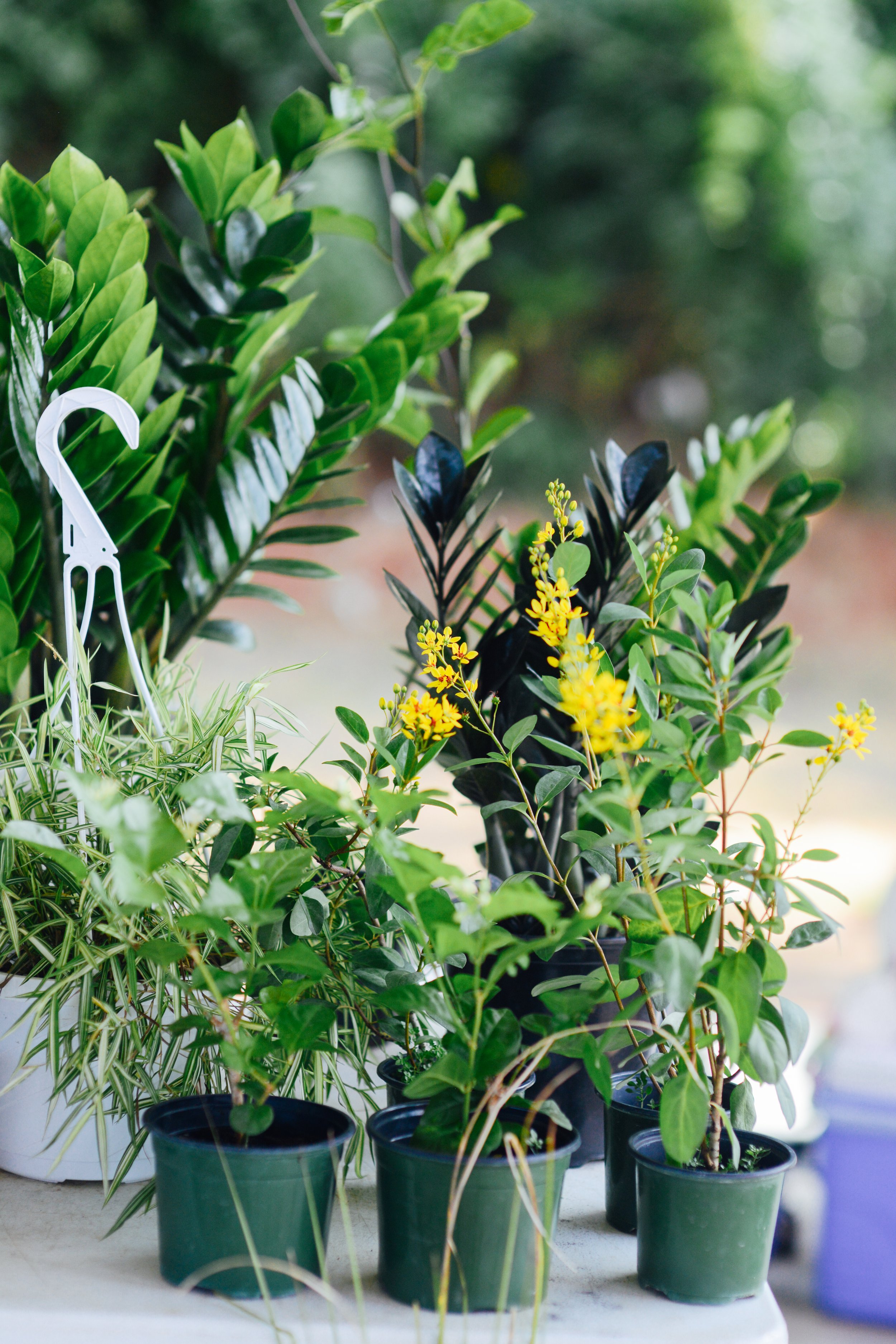 Various potted plants with green foliage and yellow flowers on a white surface.
