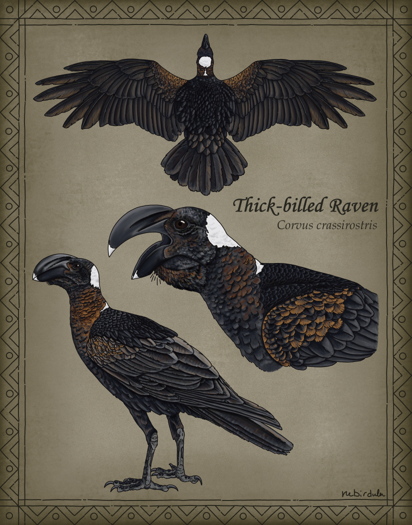 Detailed drawings of the thick-billed raven flying, standing, and a head close-up. This bird has a large beak tipped in white with a white patch on the back of their head. Mostly black with reddish shoulders and necks. Background is a rustic yellow.