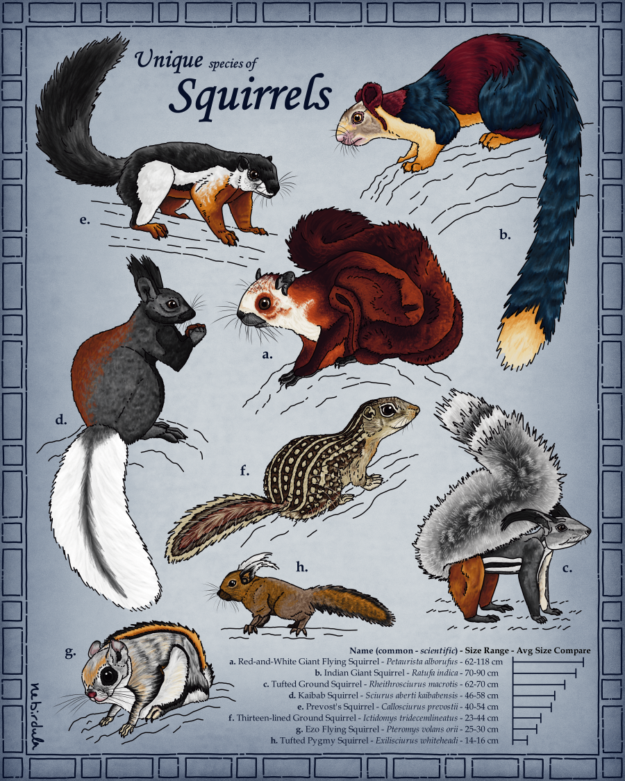 Detailed drawings of eight unique species of squirrels: Red-and-White Giant Flying Squirrel, Indian Giant Squirrel, Tufted Ground Squirrel, Kaibab Squirrel, Prevost's Squirrel, Thirteen-lined Ground Squirrel, Ezo Flying Squirrel, Tufted Pygmy.