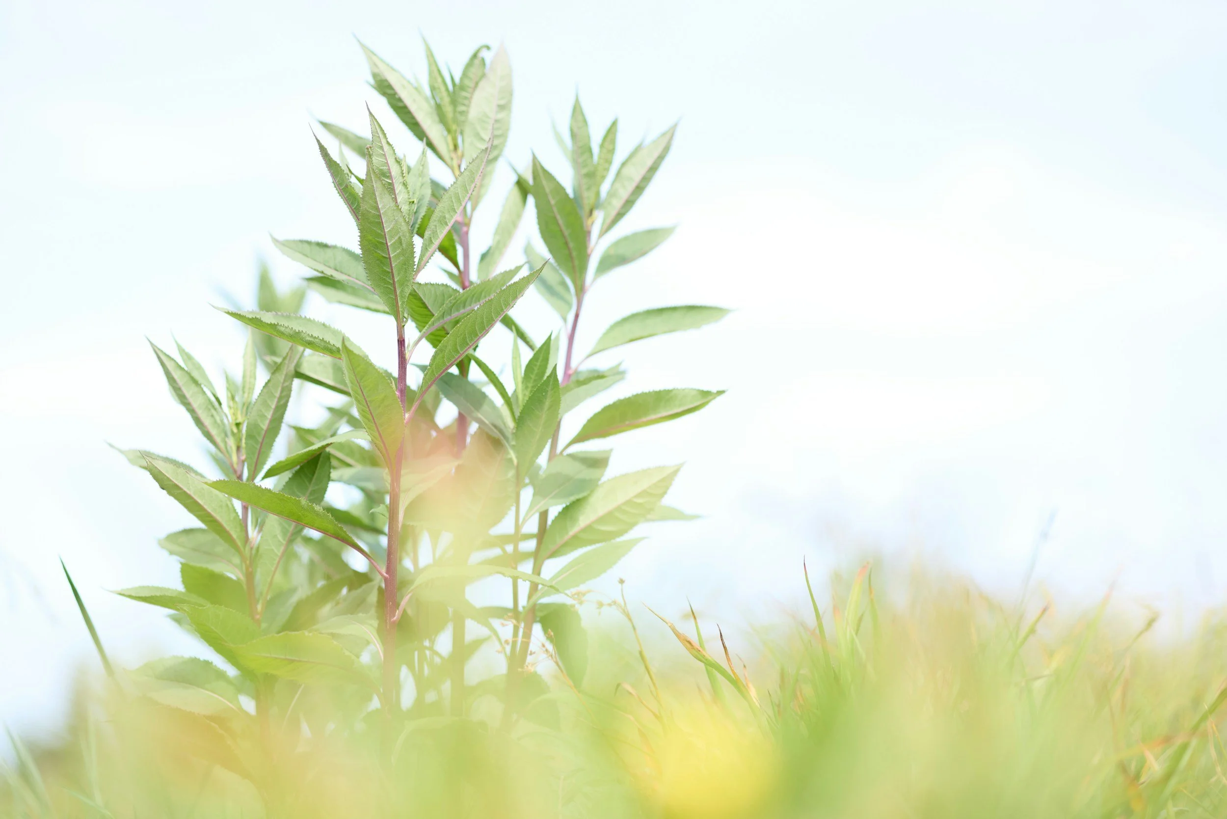 Close-up of green plant leaves with a light sky background.