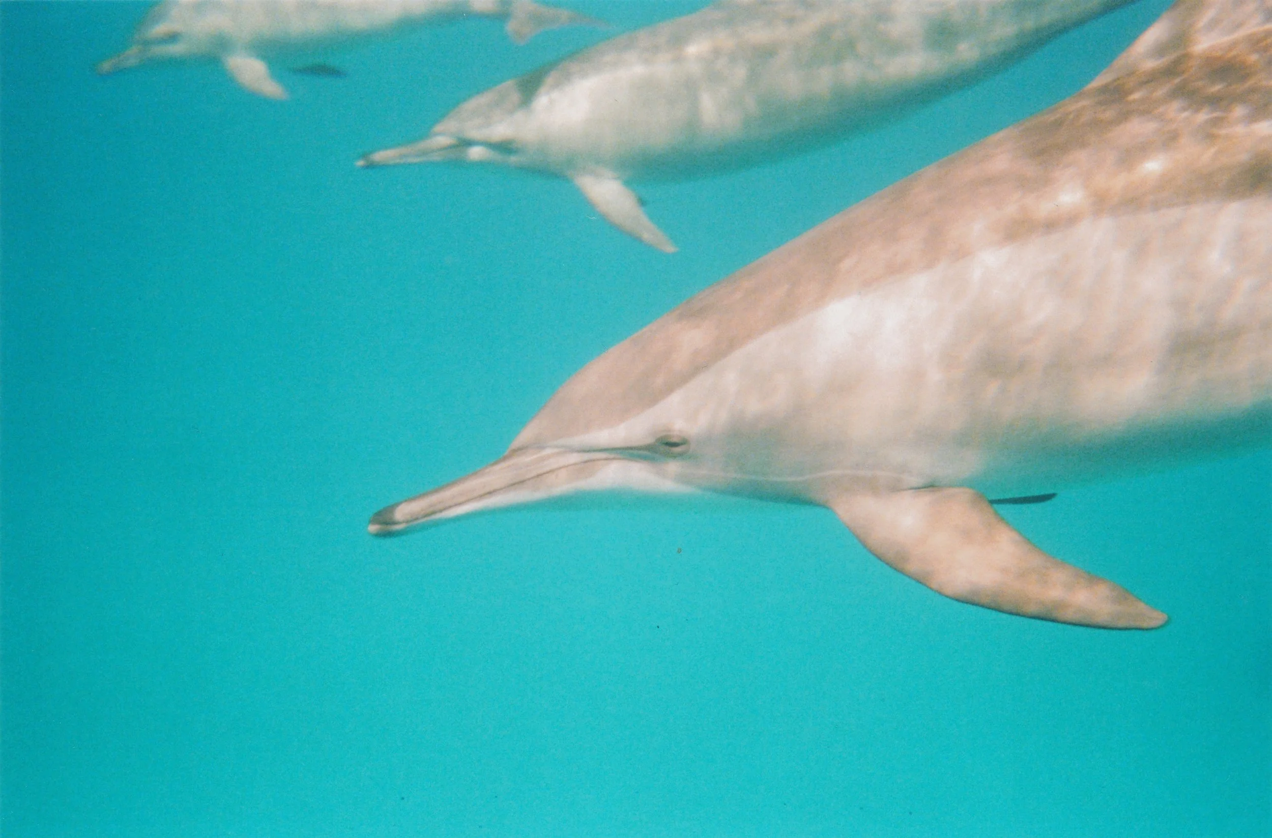 ma rencontre avec les dauphins