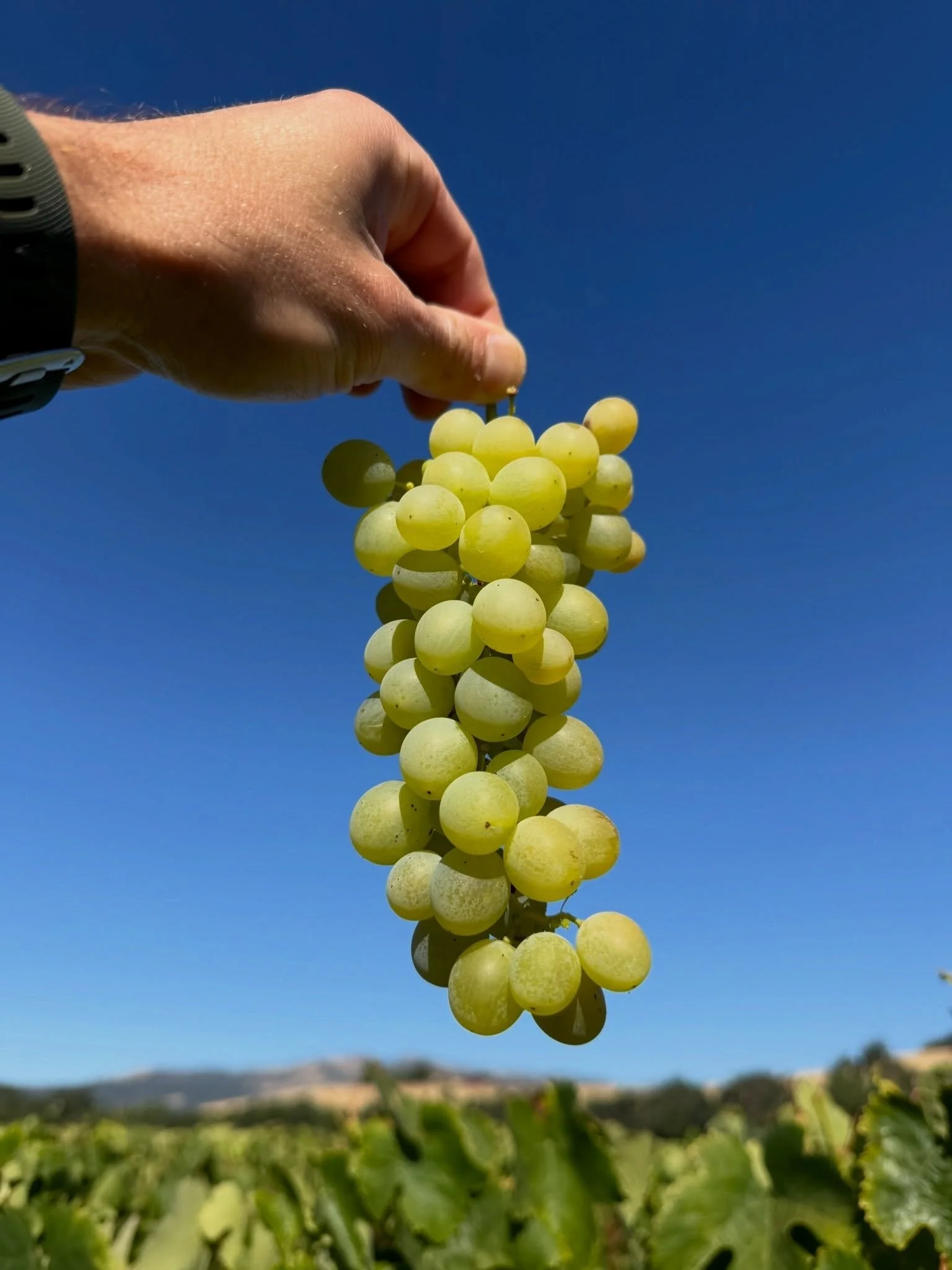 Harvest season is here! In between River Club days, you&rsquo;ll find us driving from the Russian River Valley to Suisun, up to the Sierra Foothills and back. If you know @paperplaneswine and @belongwineco, you know it&rsquo;s always a family affair,