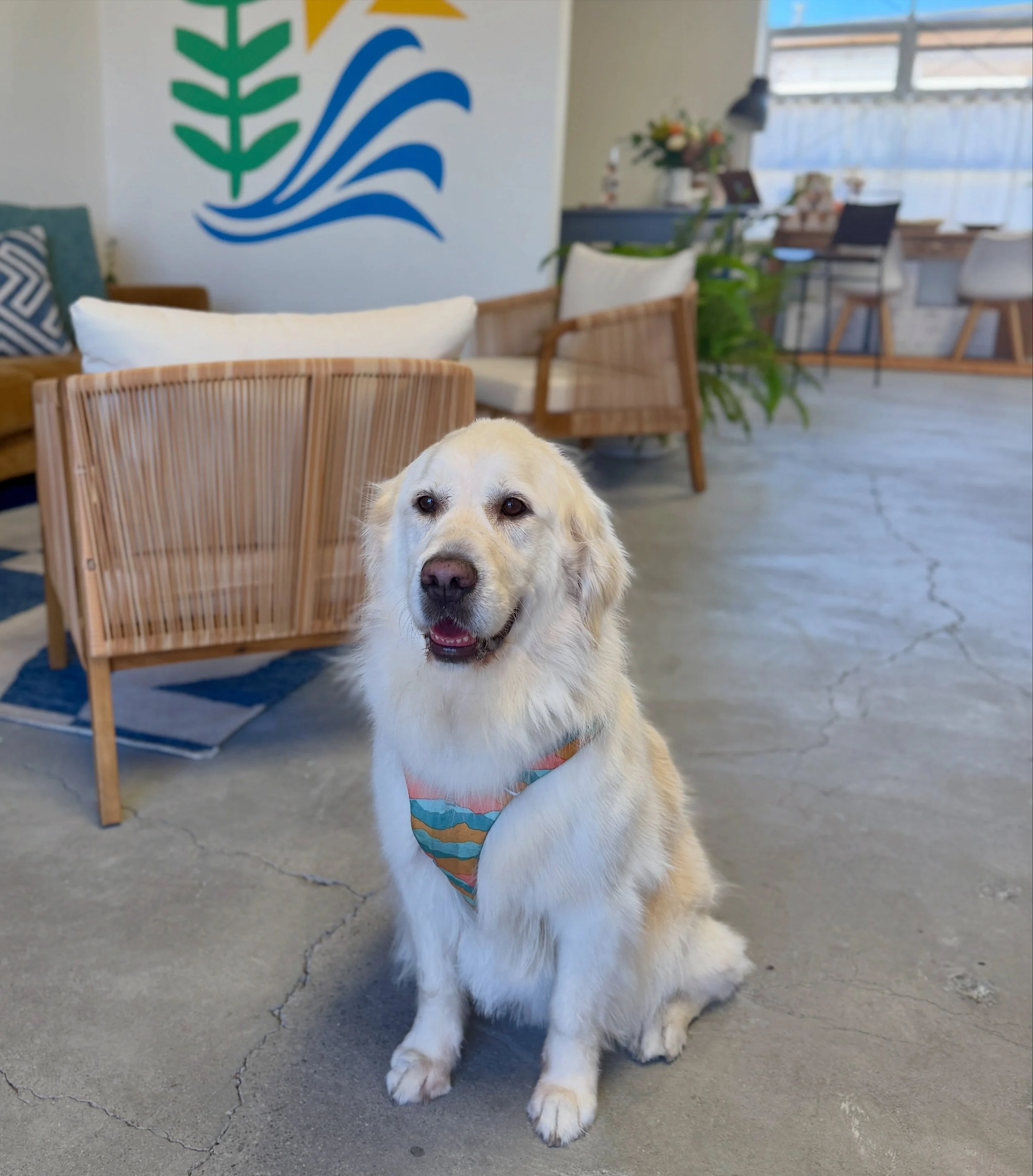 Happy National Dog Day from our resident River Club cutie, Peaches 🍑 

We love being a place where the whole crew can settle in, so bring your pup along, grab a glass, and stay awhile.

Peaches will be waiting to welcome you&hellip; most days 💁&zwj