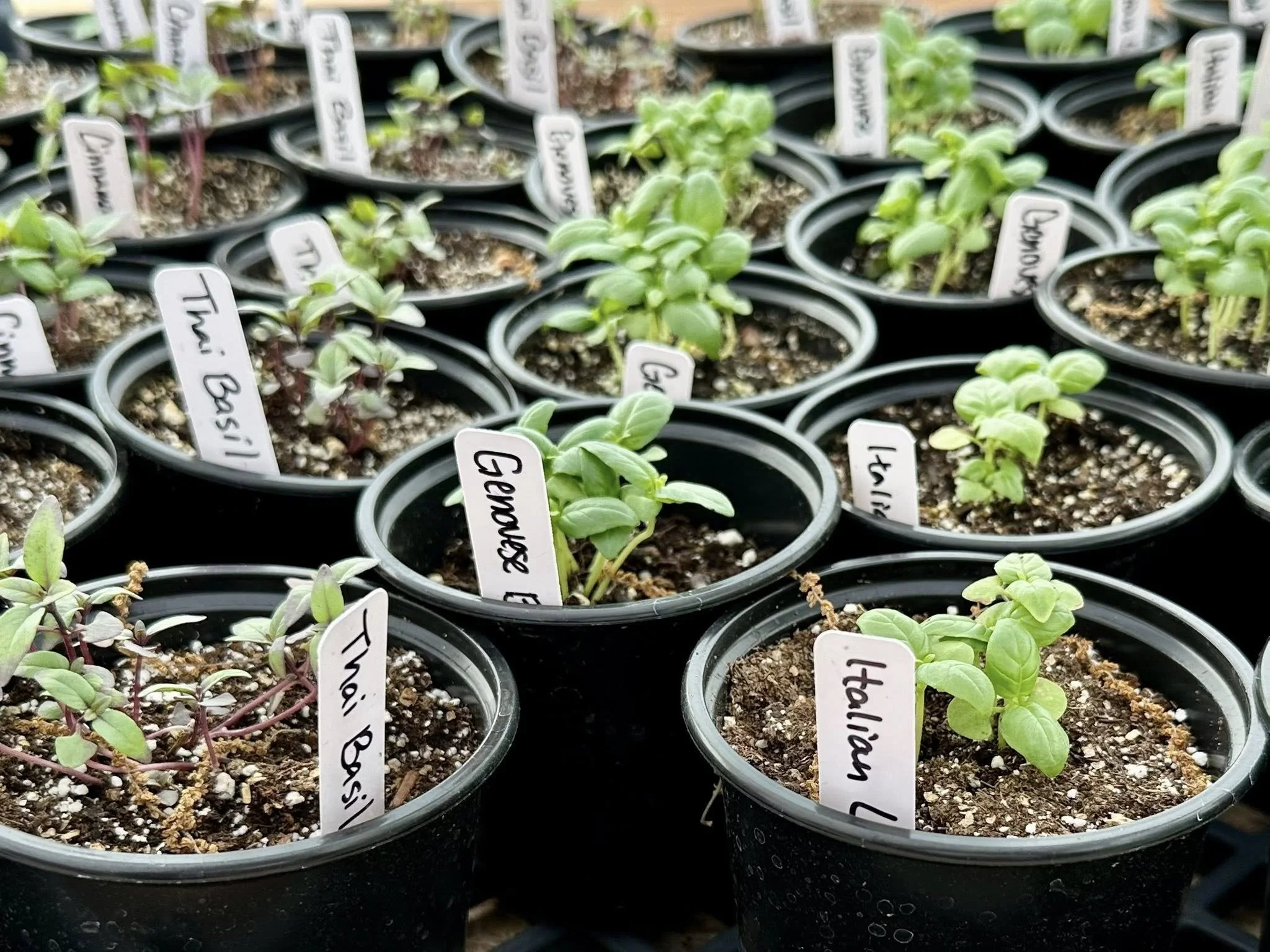 Multiple small black pots containing young seedlings with green leaves, labeled with plant names such as 'Thami Basilian'.