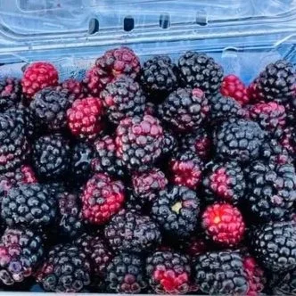 Blackberries with some red raspberries mixed in in a clear container.