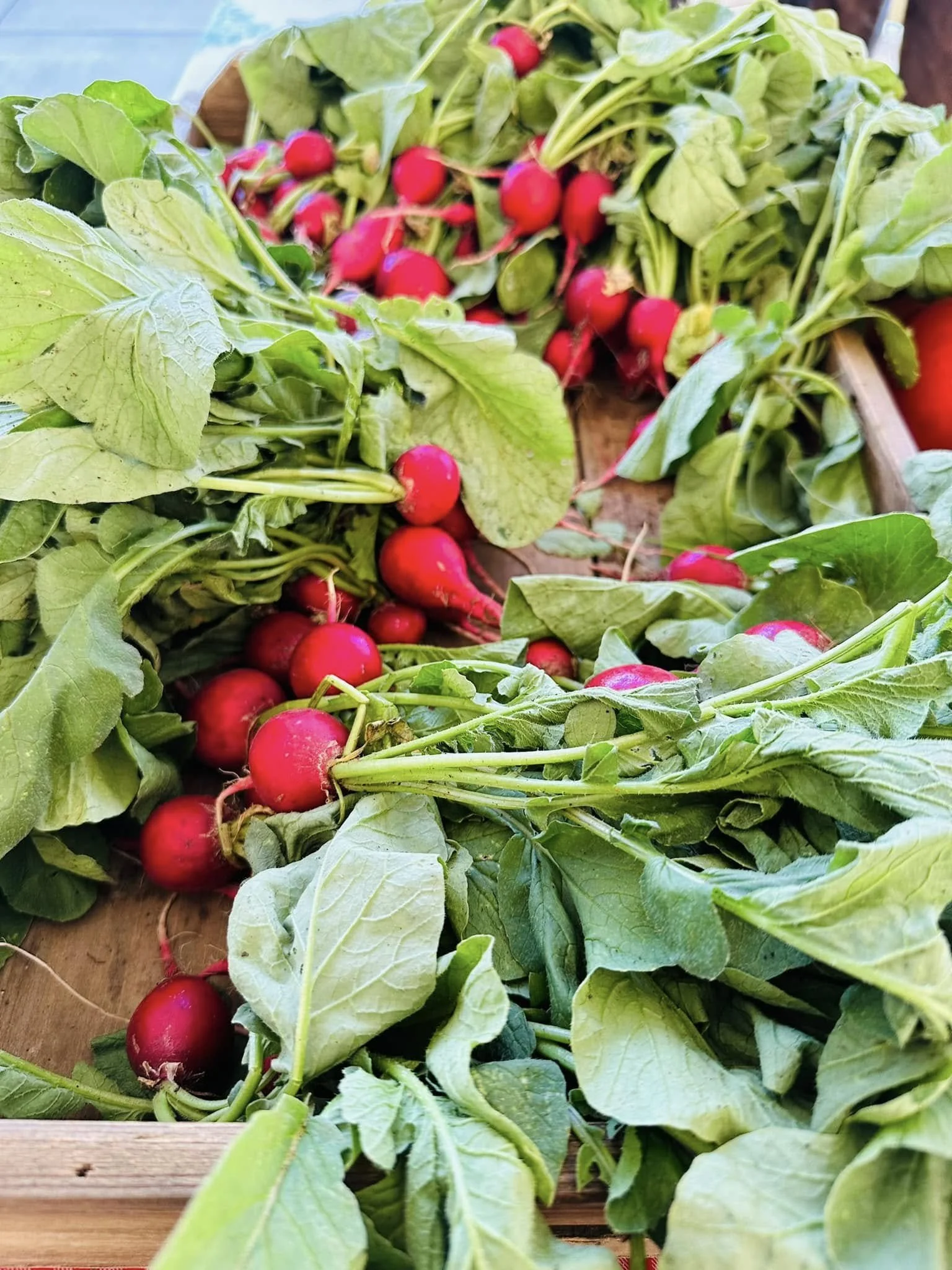 Fresh radishes with green leaves on a wooden surface.