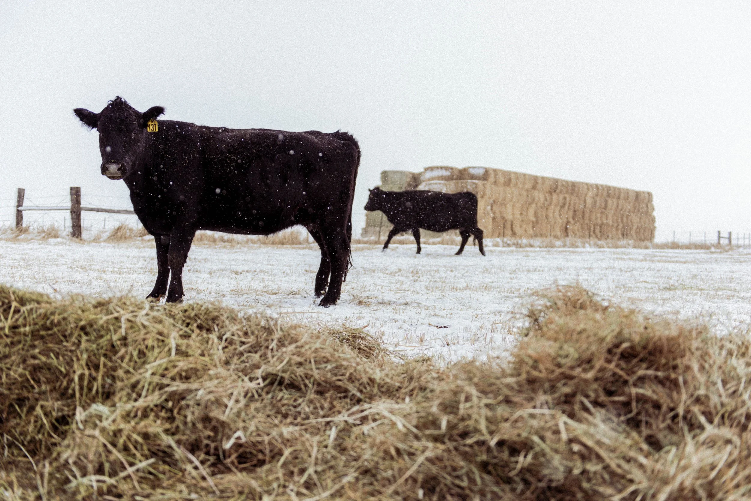 _BWN0431.jpg
