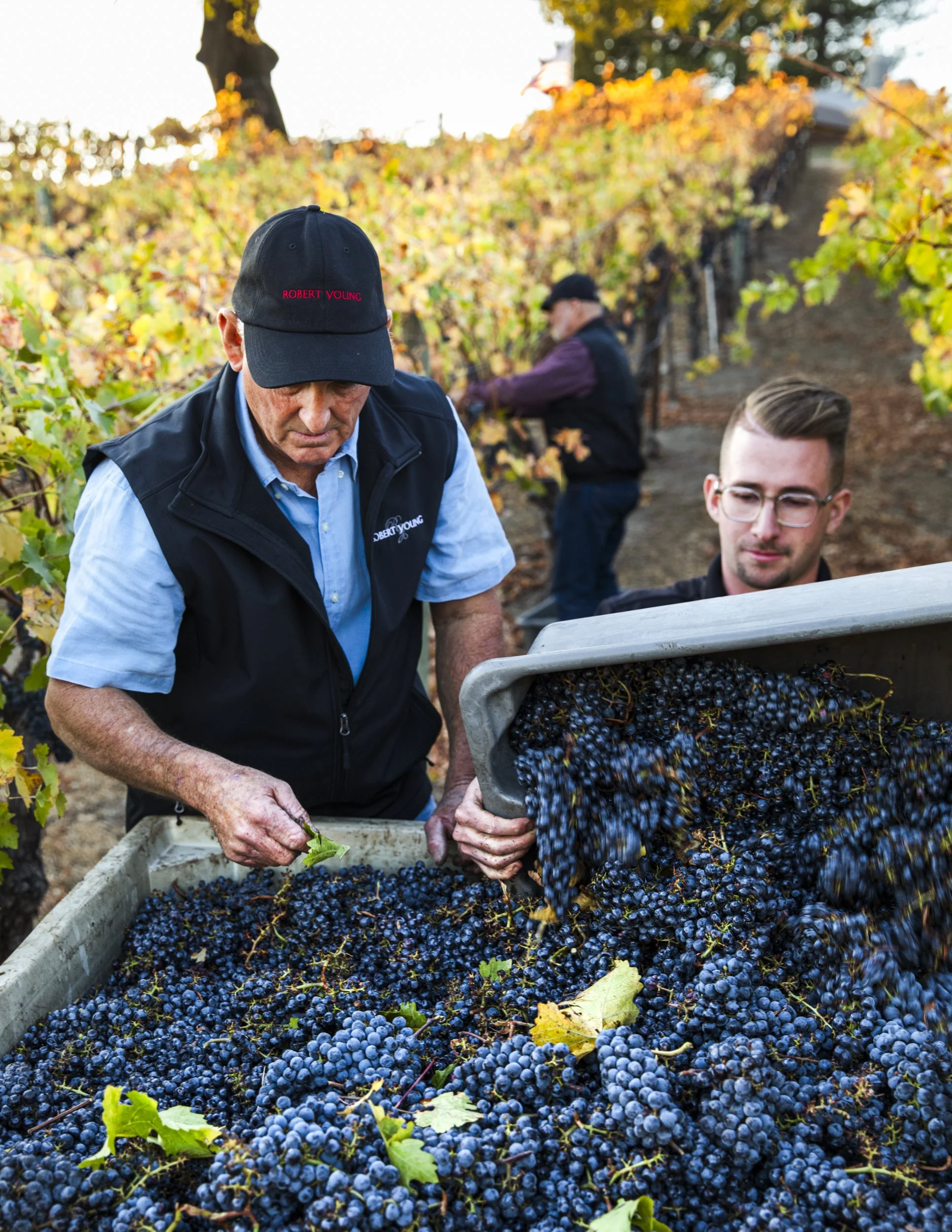 4-California-Commercial-Agriculture-Lifestyle-Photographer-Bay-Area-Sonoma-County-Winegrowers-Association-Wine-Harvest-Robert-Young-Grapes.jpg