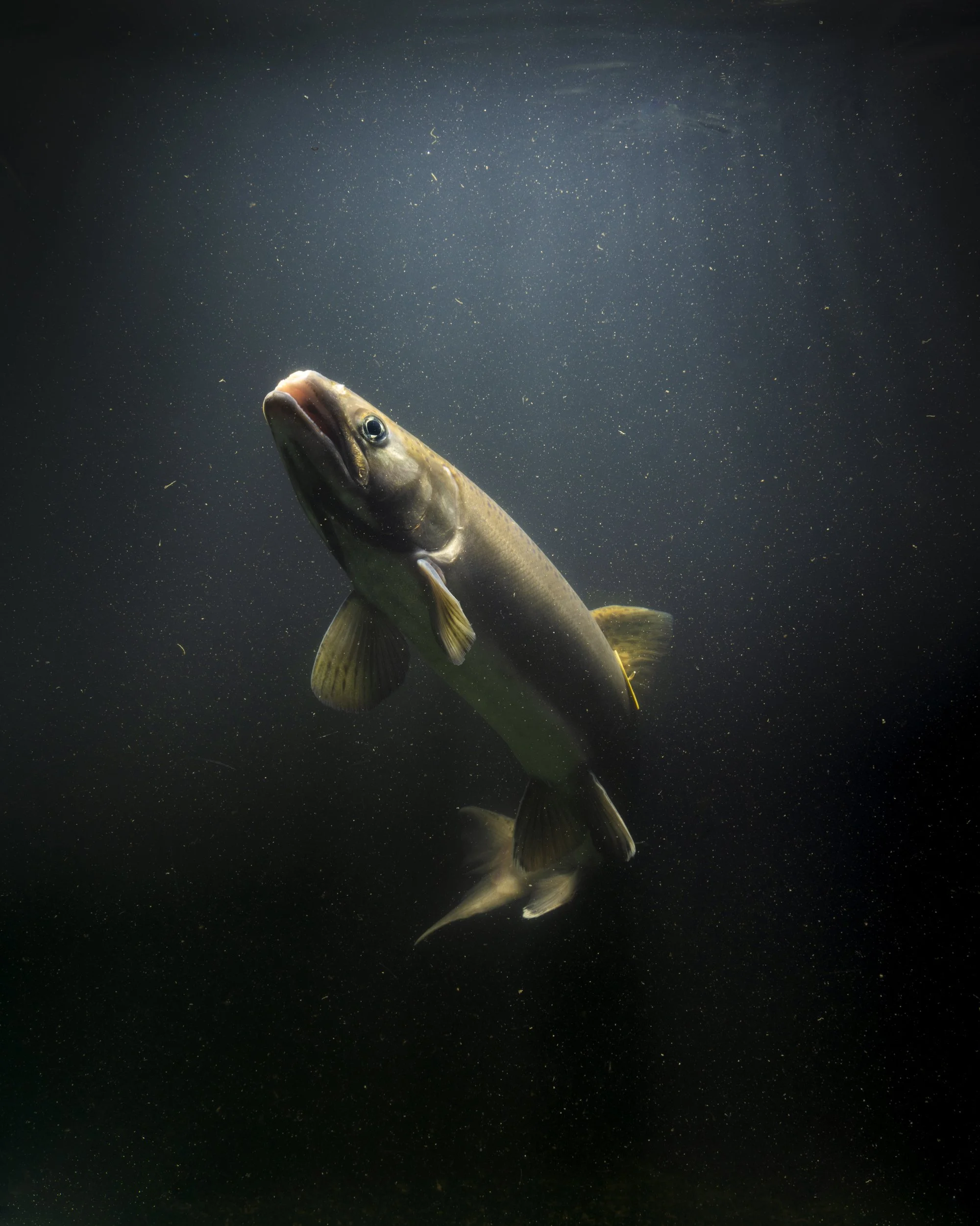Conservation photography from the gallery THE LAST COHO by California photographer Kaare Iverson - Portrait of a Salmong swimming underwater with particles and bubbles around it, illuminated by a light source from above.