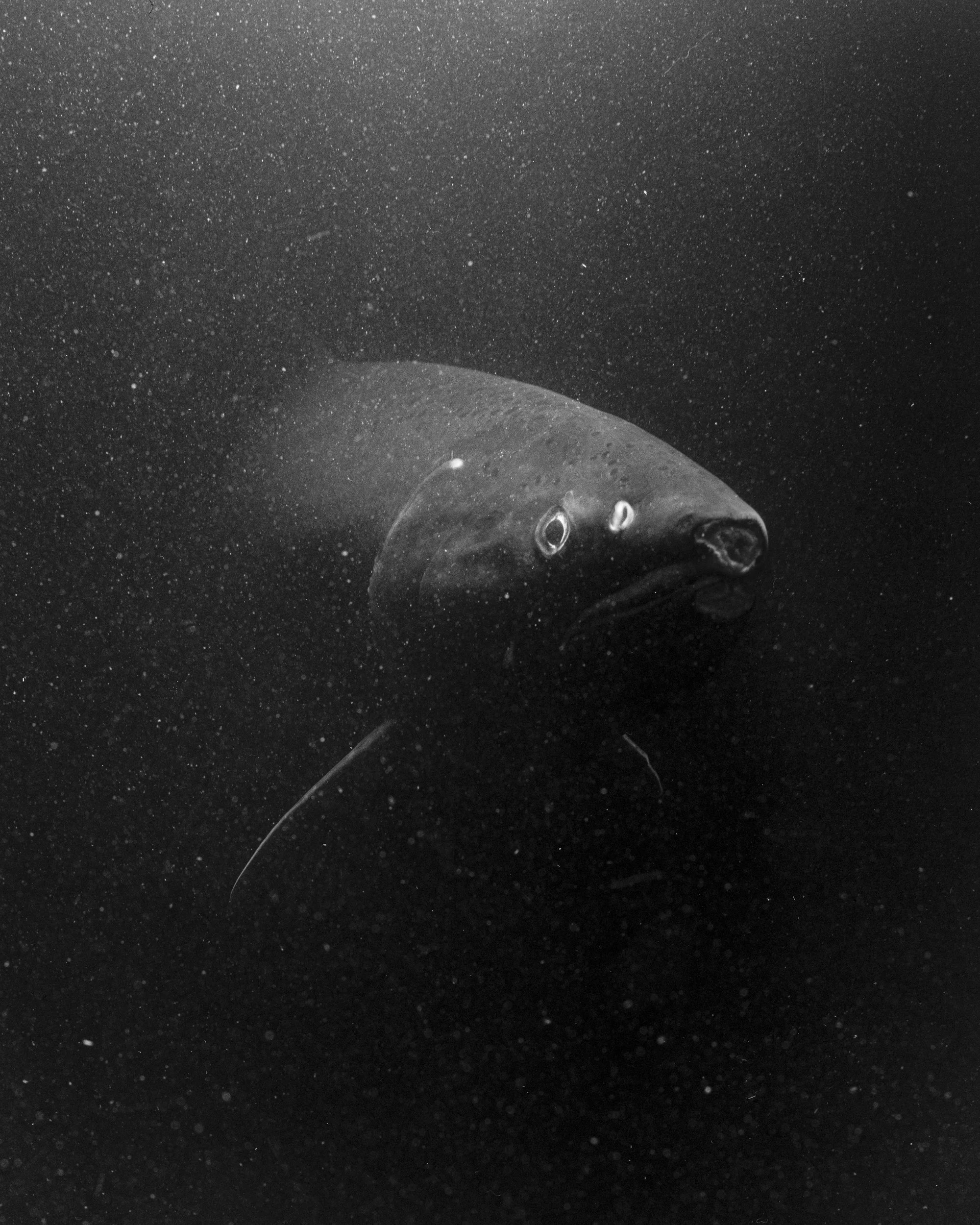Conservation photography from the gallery THE LAST COHO by California photographer Kaare Iverson - Close-up film portrait of a Coho Salmon swimming in dark water - shot in Sonoma County, Russian River Area.