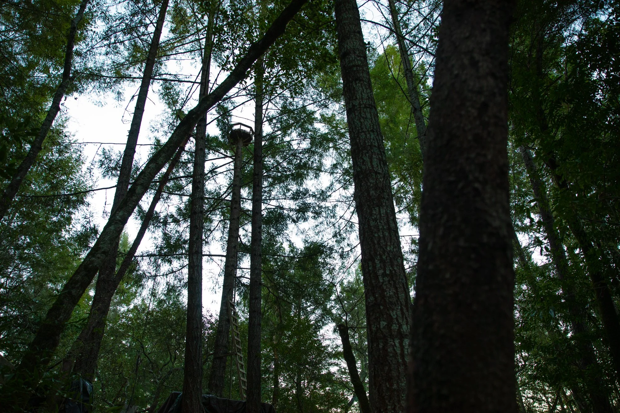 Image from PRAXIS, a photo essay shot in California by photographer Kaare Iverson. Tall trees in a dense forest with a treehouse or platform visible among the branches, and a ladder leaning up to it.