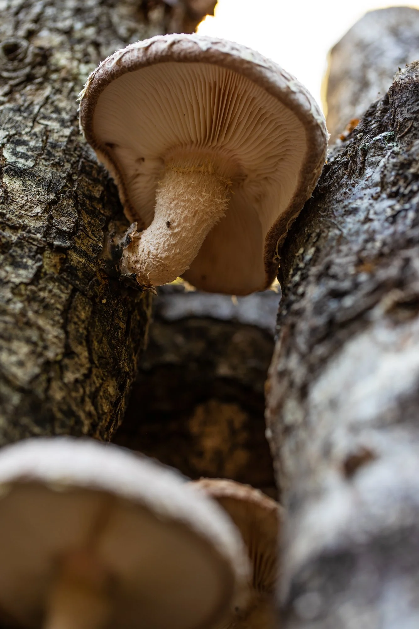 Image from the photo essay PRAXIS about alternative living in California by photographer, Kaare Iverson. Close-up of a mushroom growing on a tree trunk.