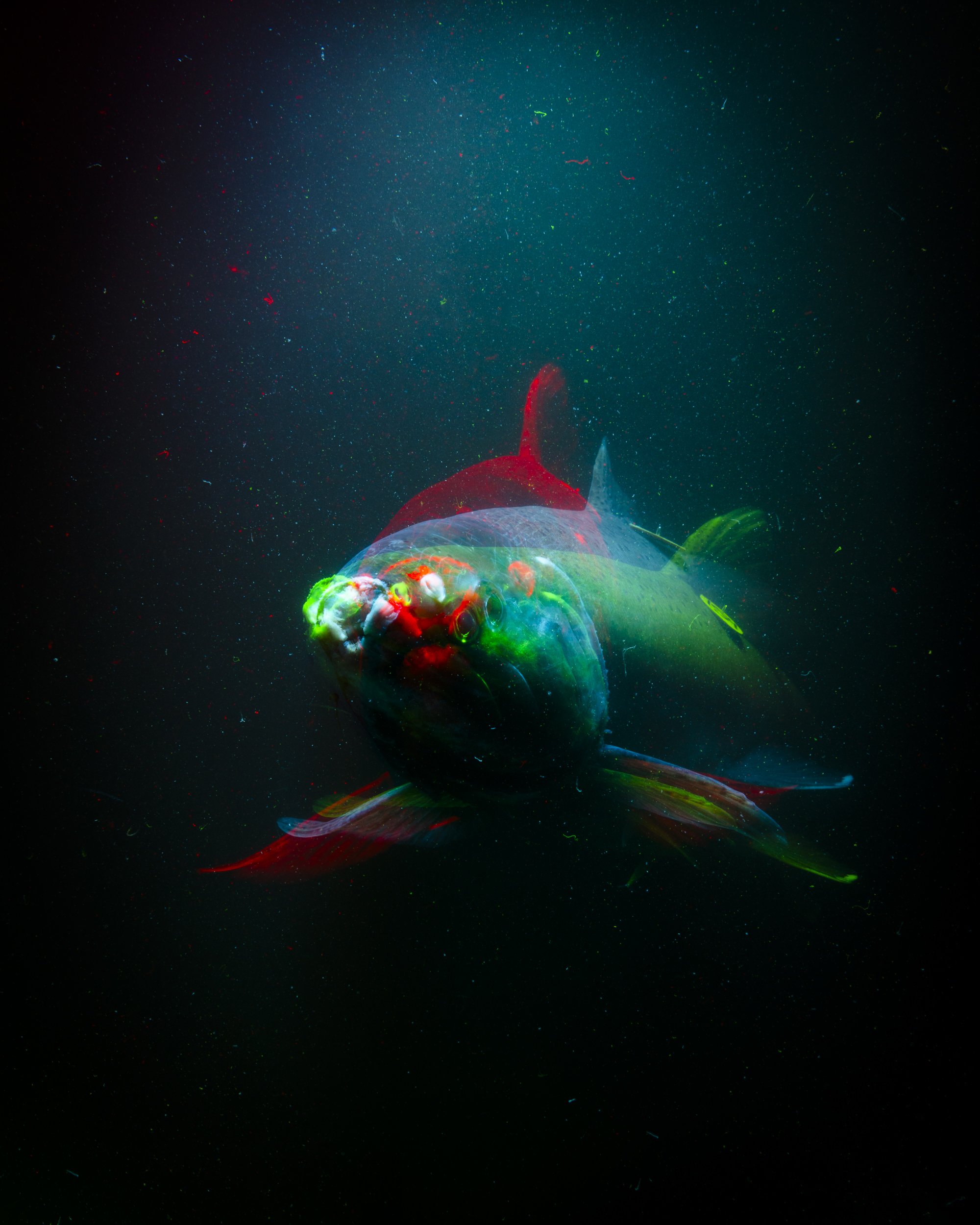 Conservation photography from the gallery THE LAST COHO by California photographer Kaare Iverson - multiple exposure with color separation of endangered Salmon.