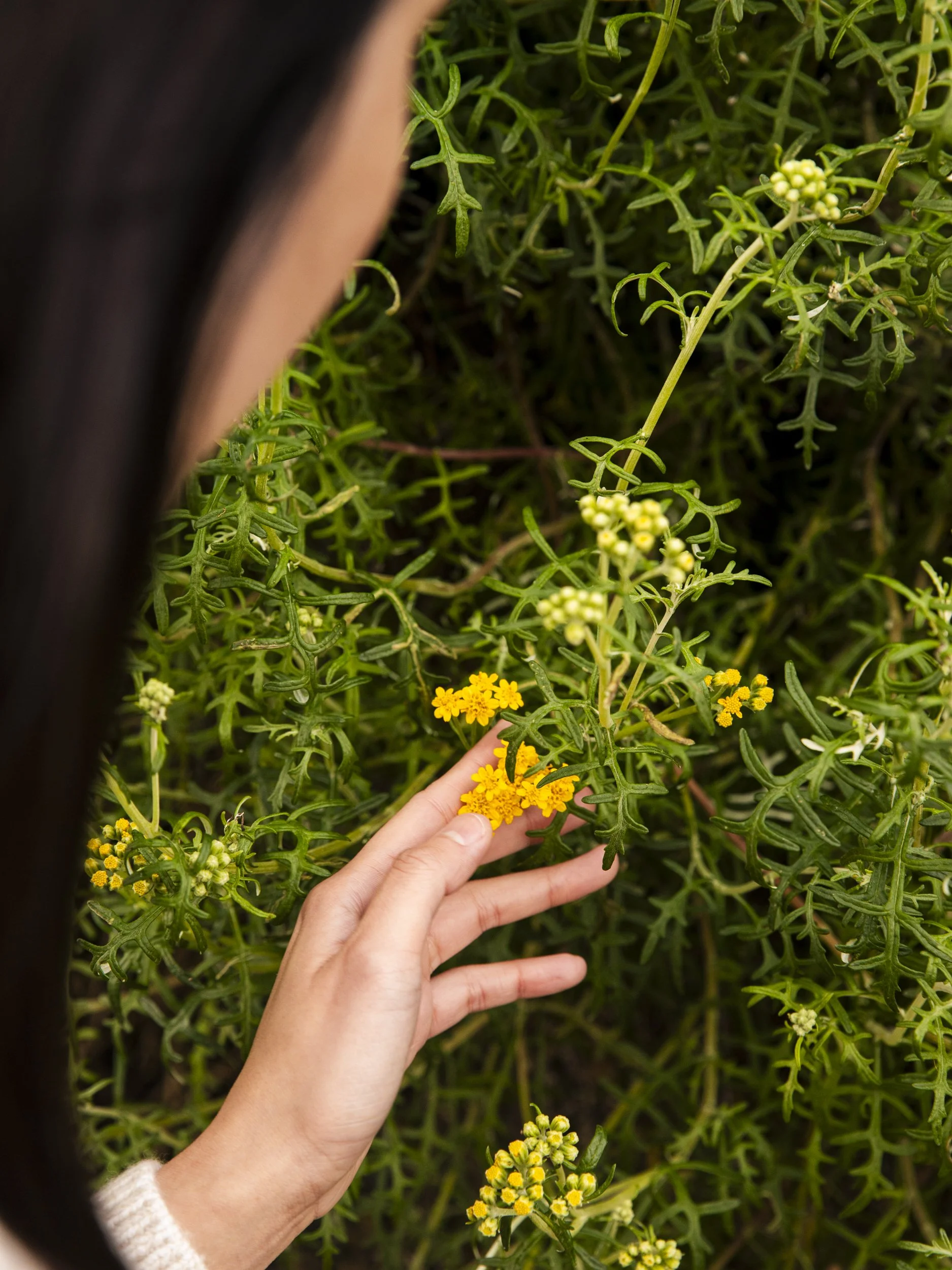34-California-Commercial-Photographer-Lifestyle-San-Francisco-Treasure-Island-nature-tactile-detail-flower.jpg