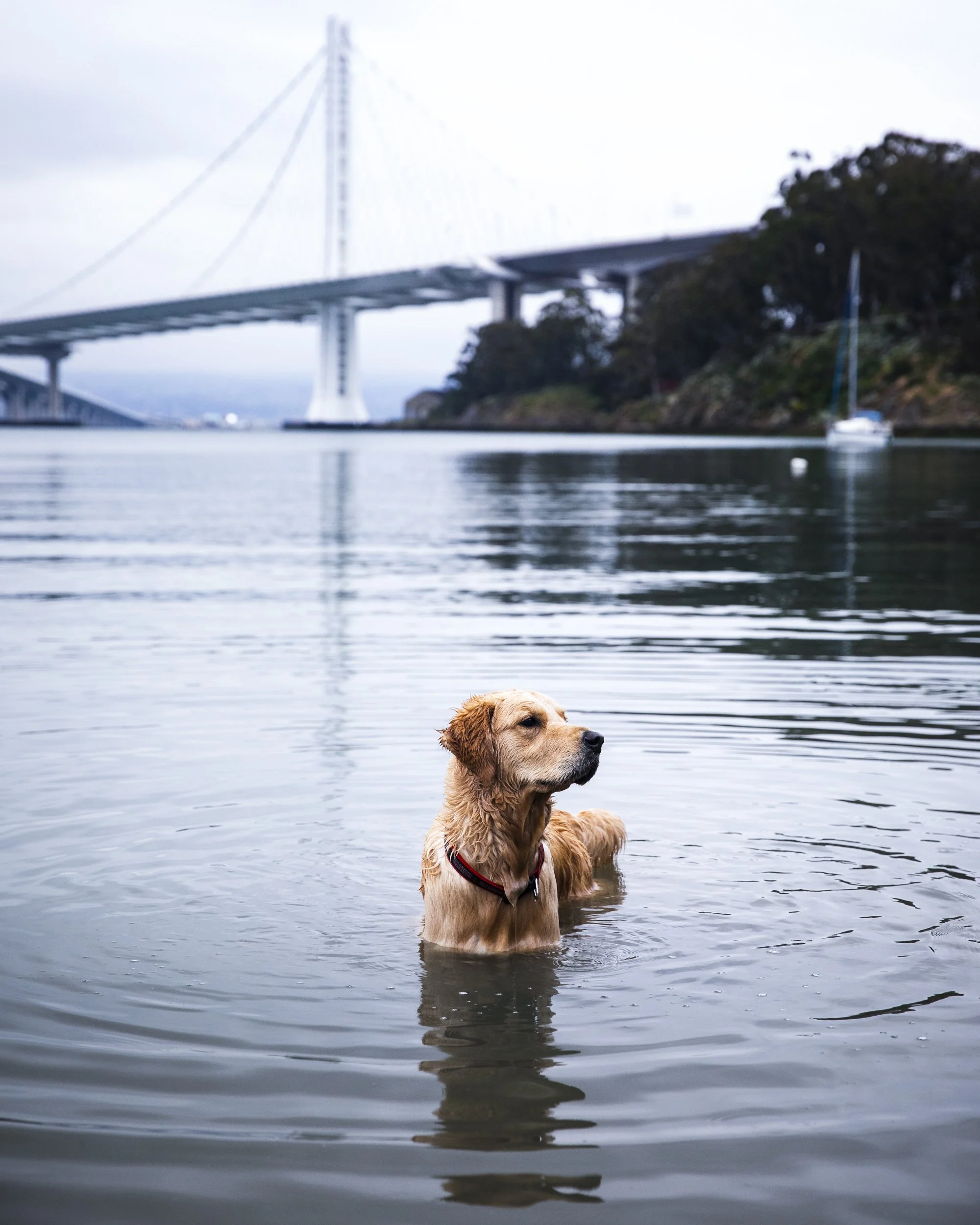 15-California-Commercial-Photographer-Lifestyle-San-Francisco-Treasure-Island-dog-pet-water-play.jpg