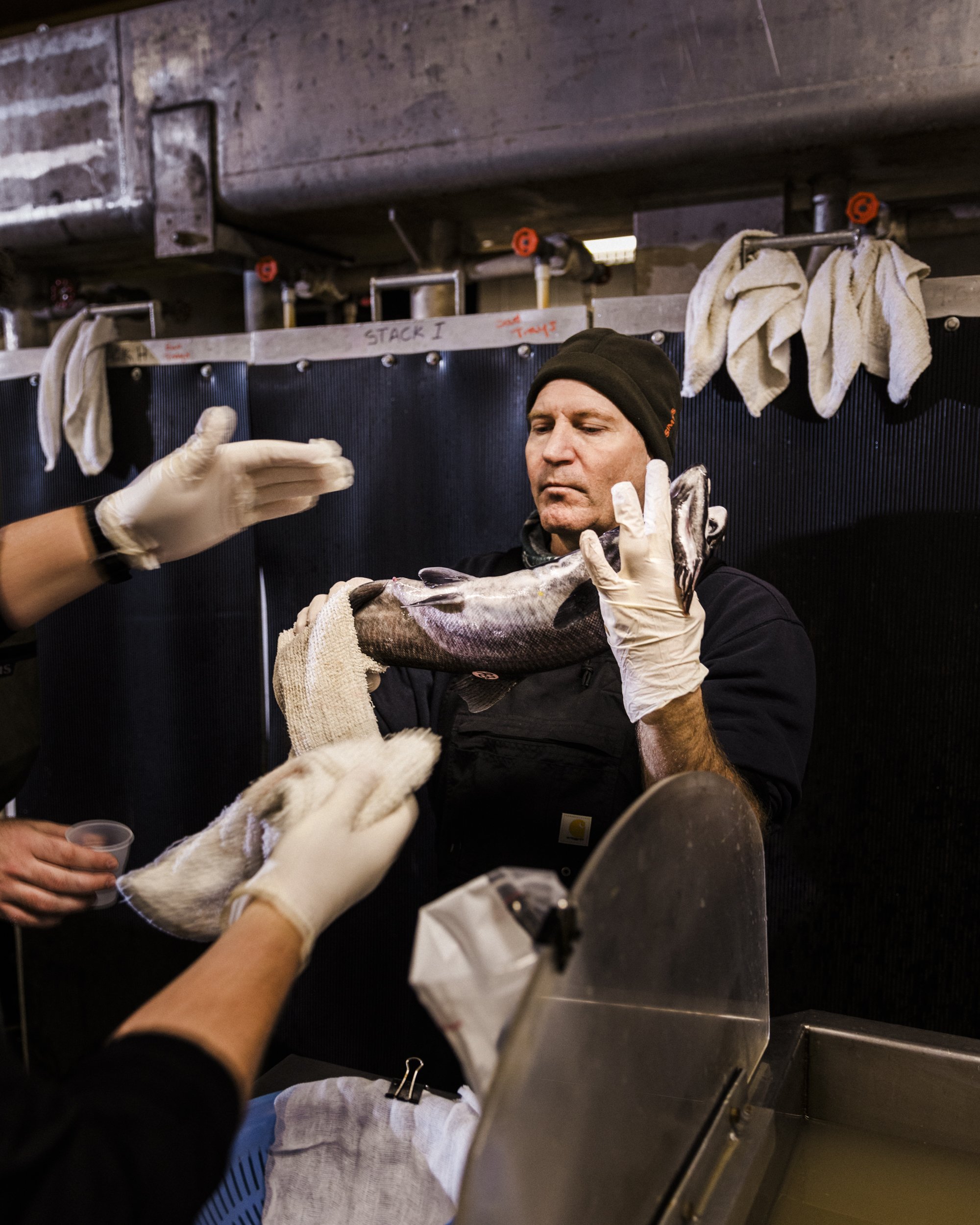 Conservation photography from the gallery THE LAST COHO by California photographer Kaare Iverson - Biologist Ken Liester carefully carries a female salmon for the Russian River broodstock program in Sonoma County.