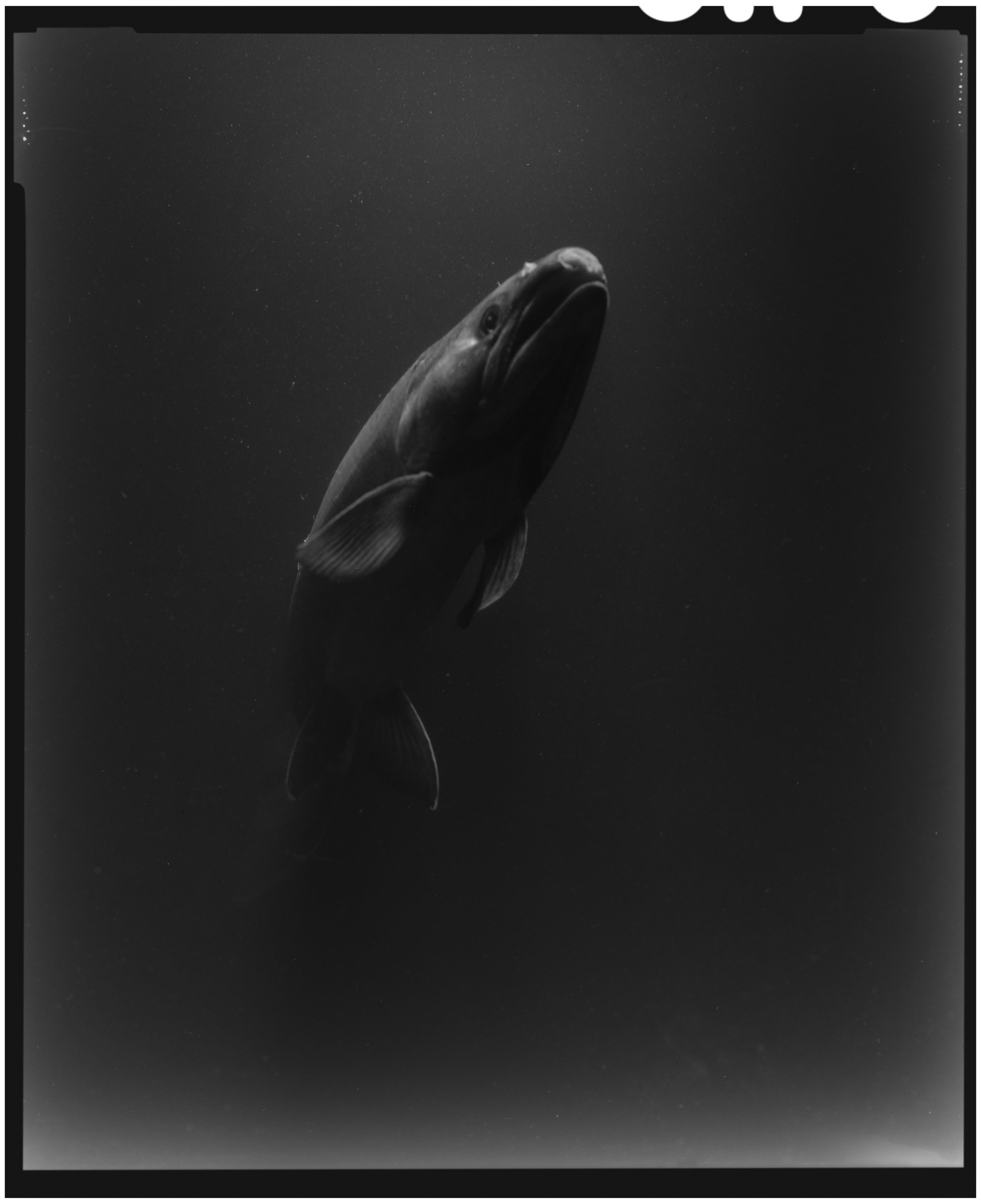 Fine art large format film portrait of an endangered coho salmon rising up through the water - black and white - shot in california
