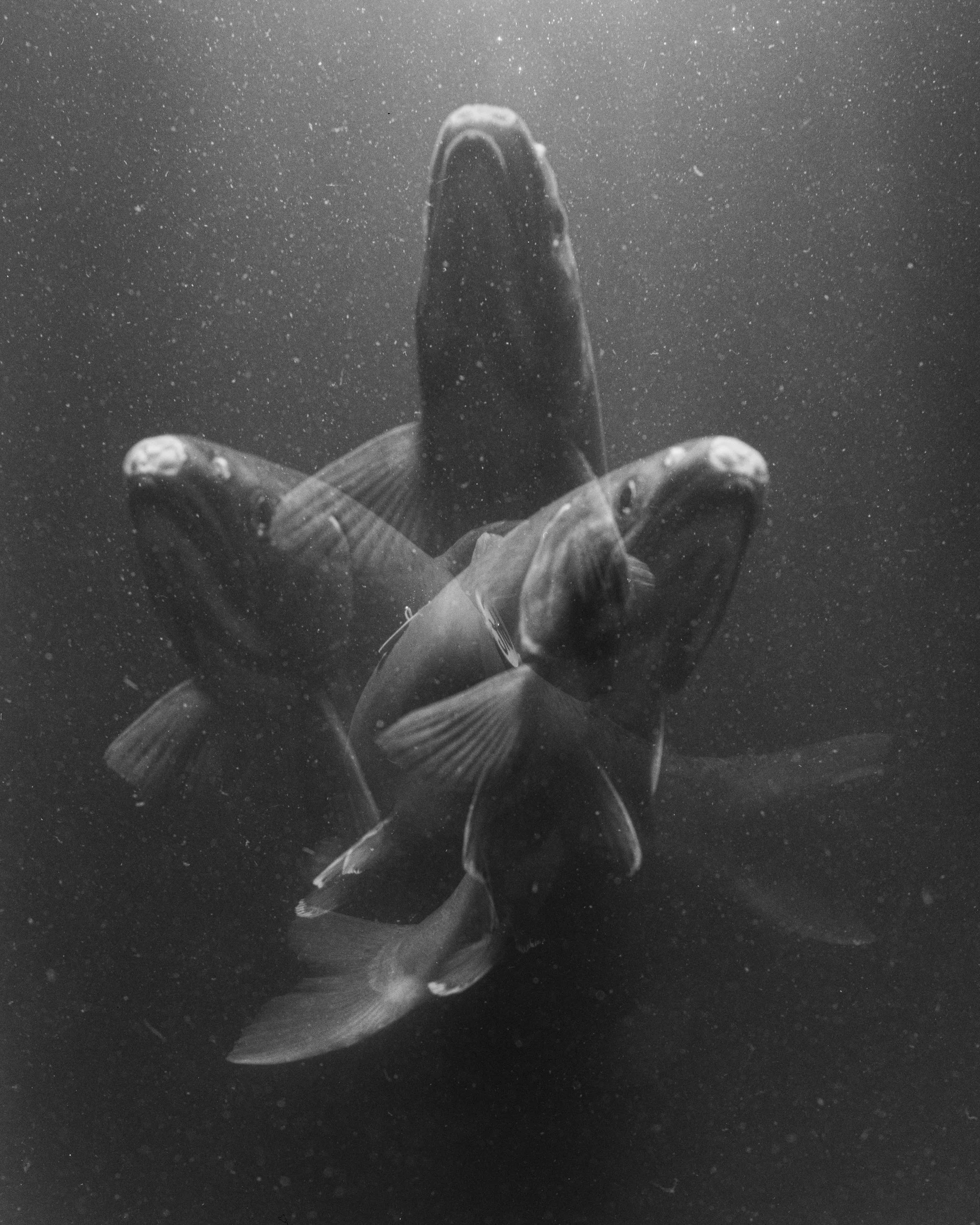 Conservation photography from the gallery THE LAST COHO by California photographer Kaare Iverson - multiple exposure on large format film of endangered Salmon - shot in California's wine country.