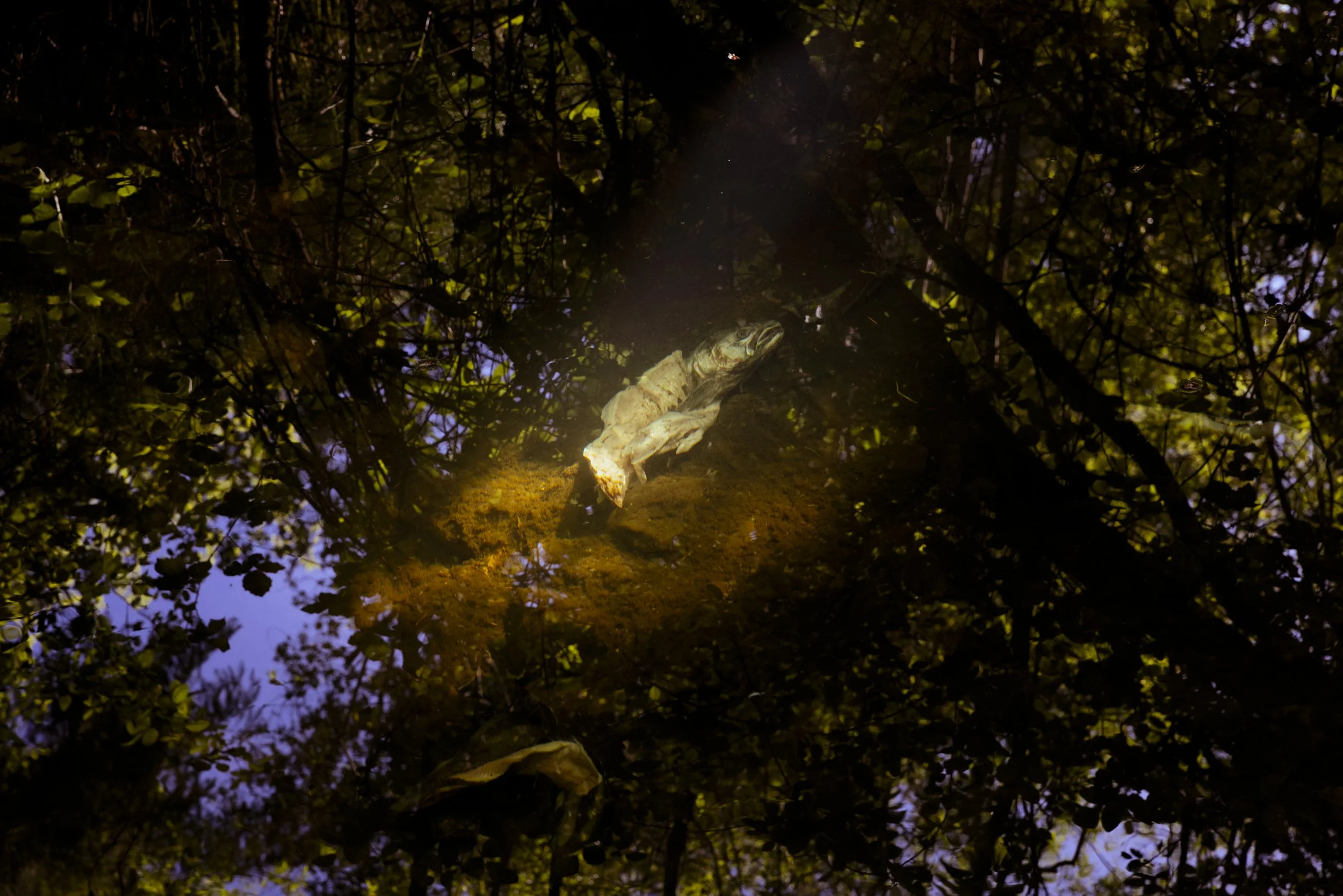 Conservation photography from the gallery THE LAST COHO by California photographer Kaare Iverson - a spent Salmon carcass returned to the watershed after breeding - Sonoma County, CA.