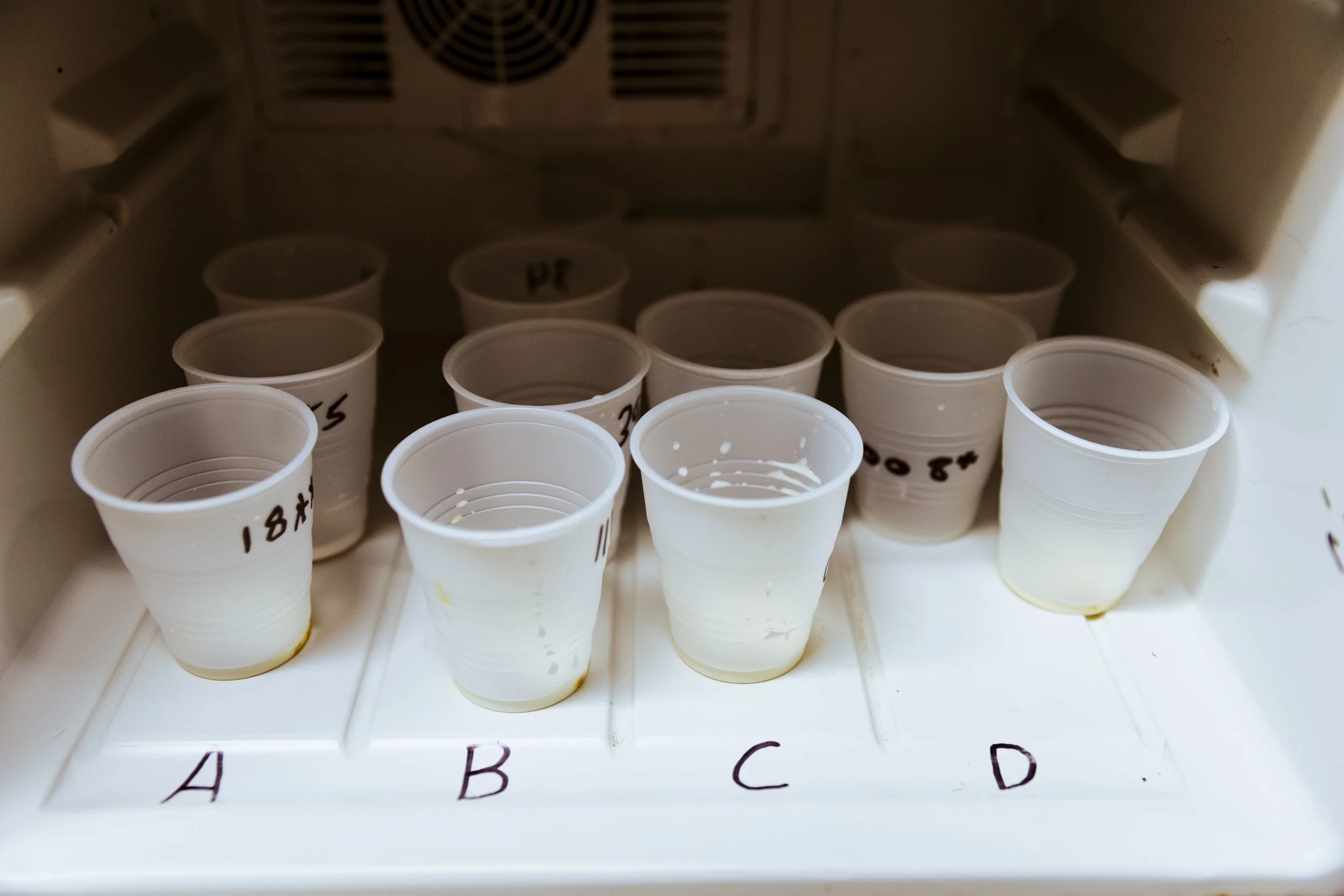 Conservation photography from the gallery THE LAST COHO by California photographer Kaare Iverson - cups of endangered Salmon milt are labeled and refrigerated as part of a broodstock program in Sonoma County.