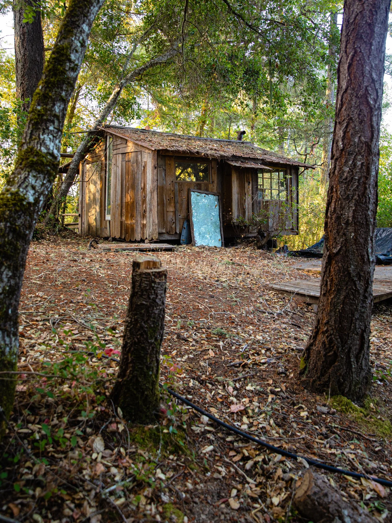 Image from the photo essay PRAXIS about alternative living in California by photographer, Kaare Iverson. A small, weathered wooden cabin surrounded by a wooded forest with trees and fallen leaves on the ground.