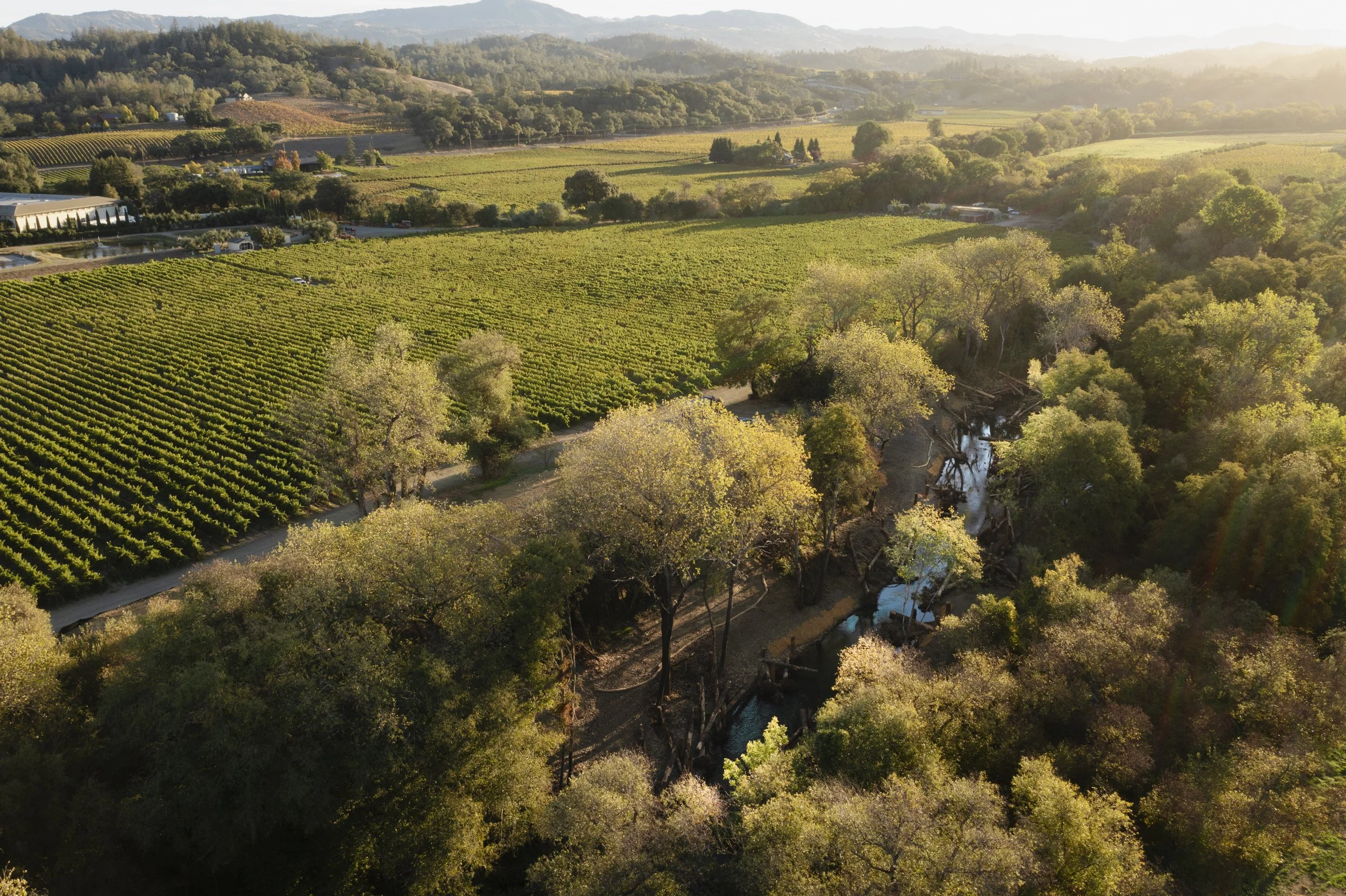 Conservation photography from the gallery THE LAST COHO by California photographer Kaare Iverson - An aerial view of lush green vineyards and dense trees with a small stream in Sonoma County - wine country.