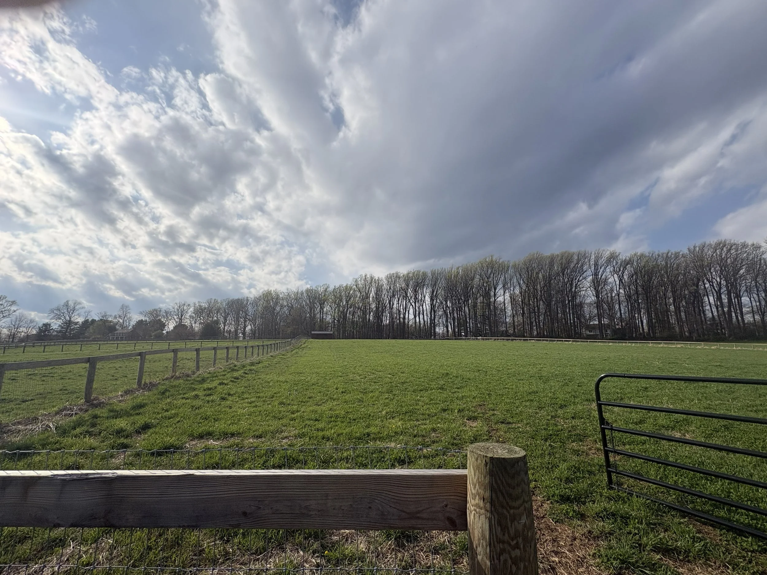 Run in shed field.jpg