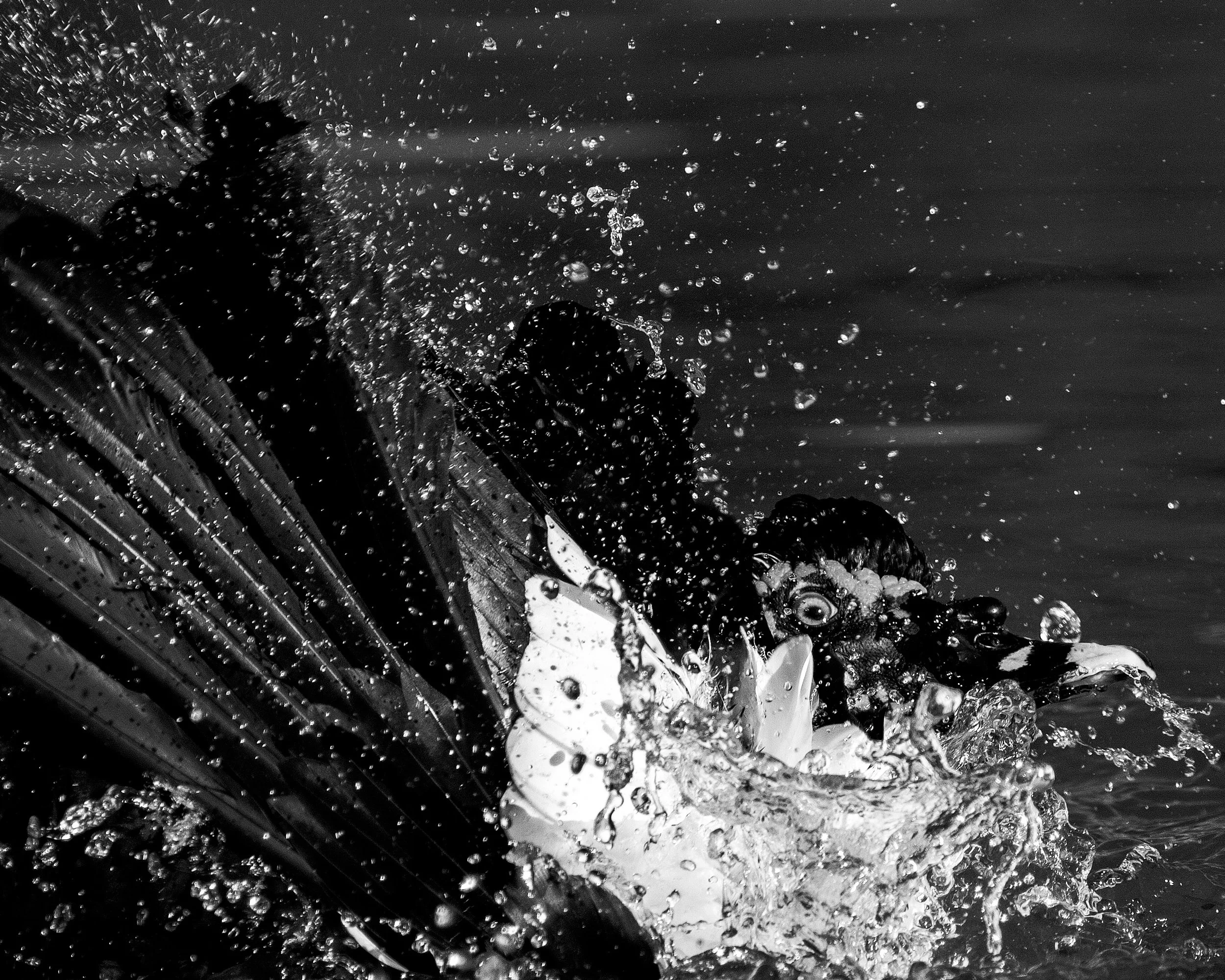 Close-up of water splashing and droplets in black and white.