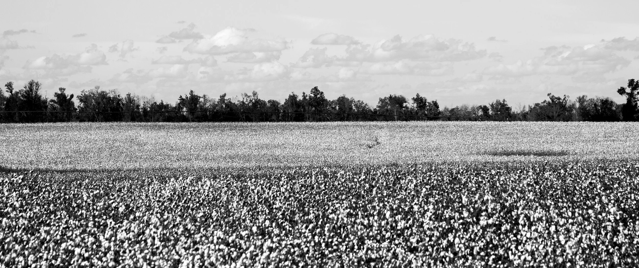 A black and white photo of a vast cotton field with a tree line in the background and a partly cloudy sky.