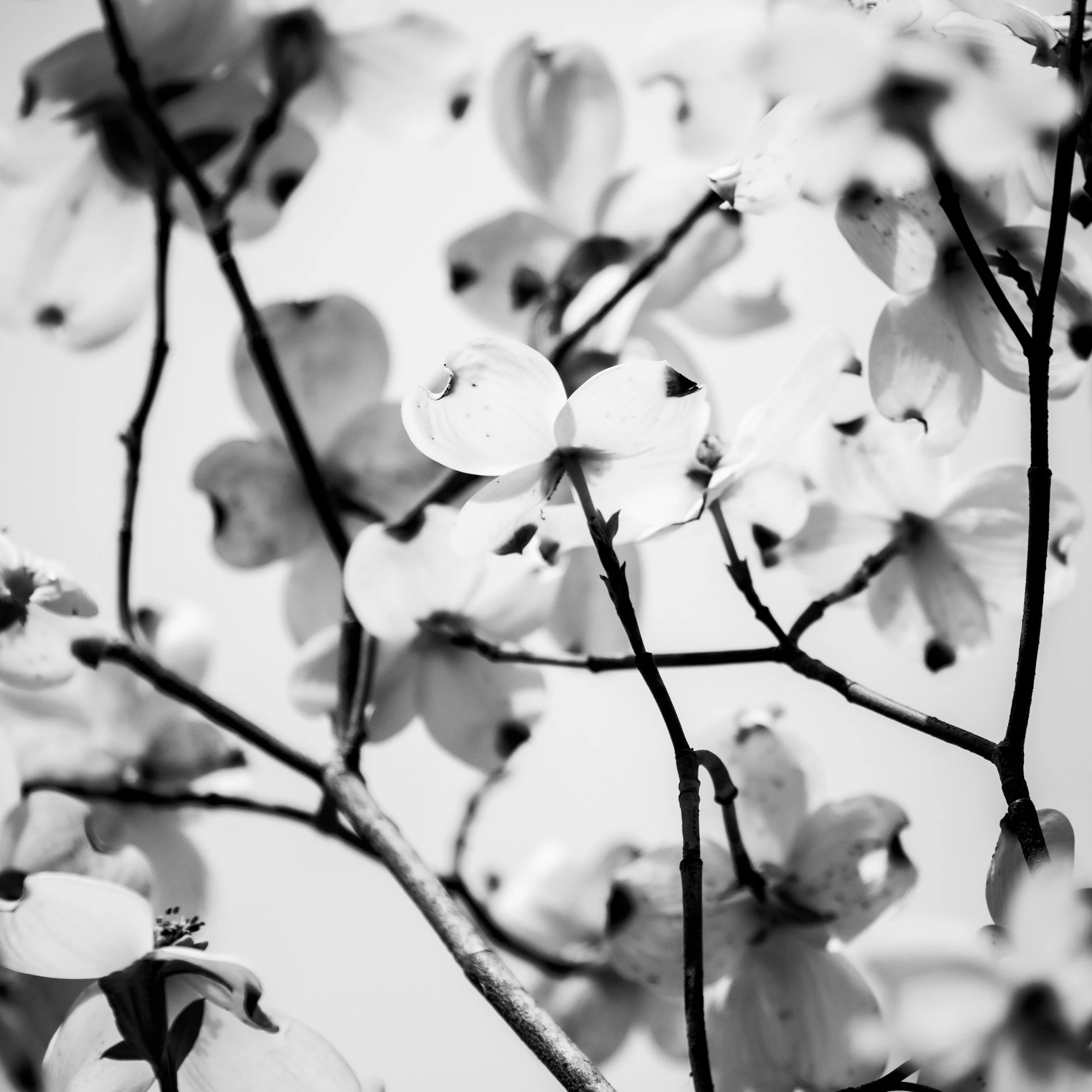 Close-up of snow-covered branches with flowers in black and white