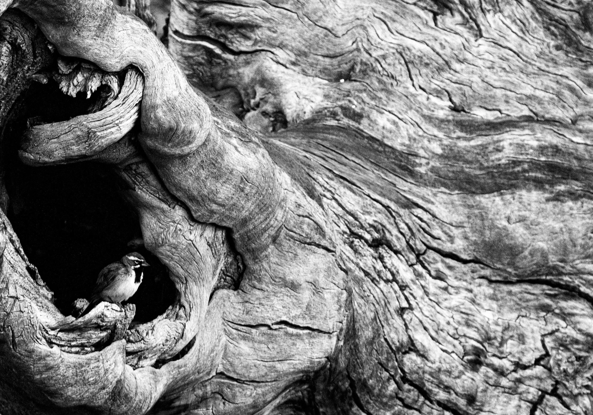 Black and white photograph of a bird nest built within intertwined pieces of old, textured driftwood.