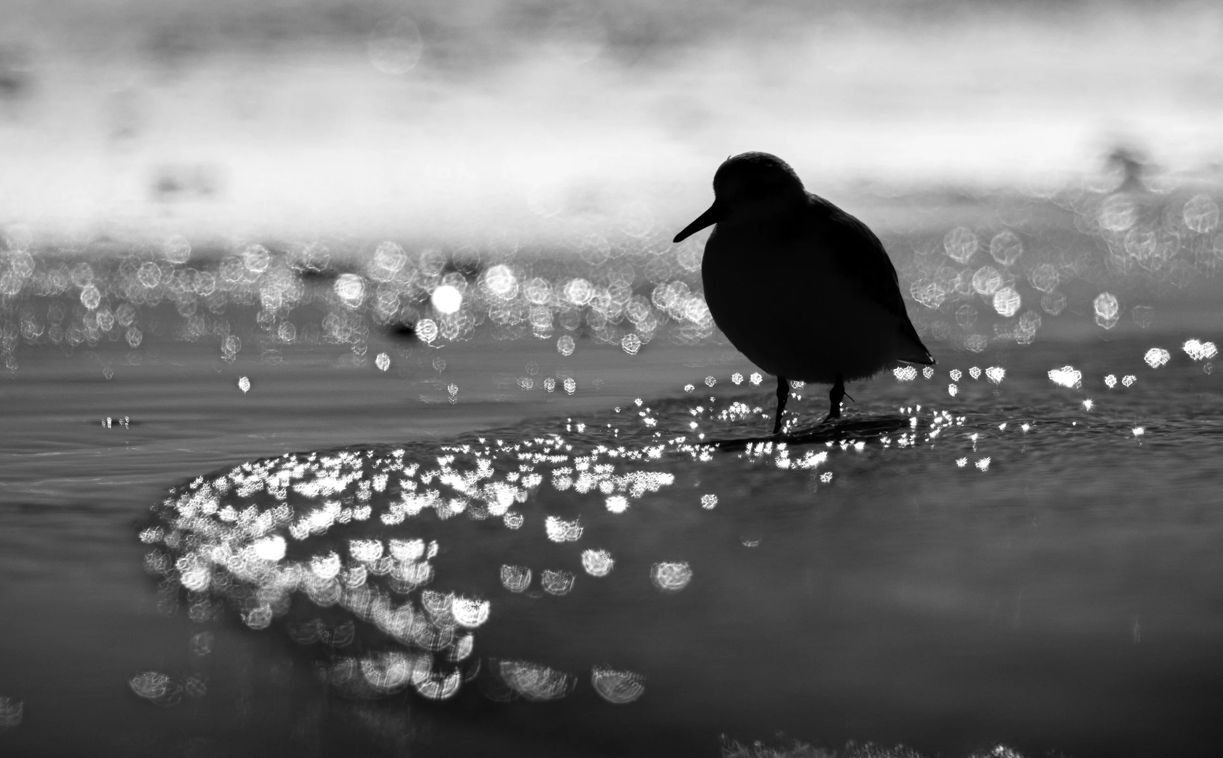 A black and white photo of a bird standing on water with sunlight reflecting off the water's surface.