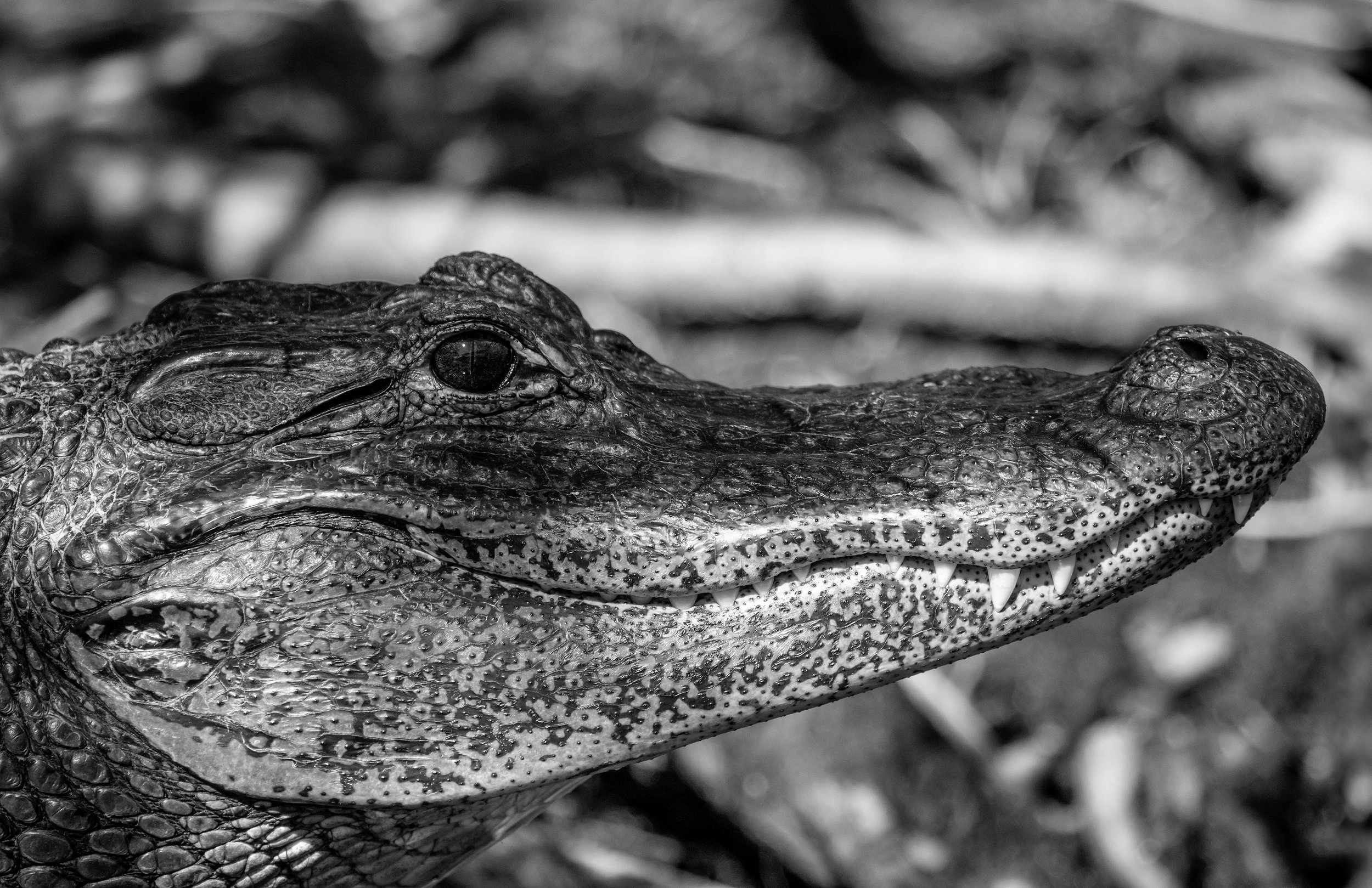 Close-up black-and-white photograph of a crocodile's head, showing detailed skin texture, eye, nostril, and partially open mouth with visible teeth.