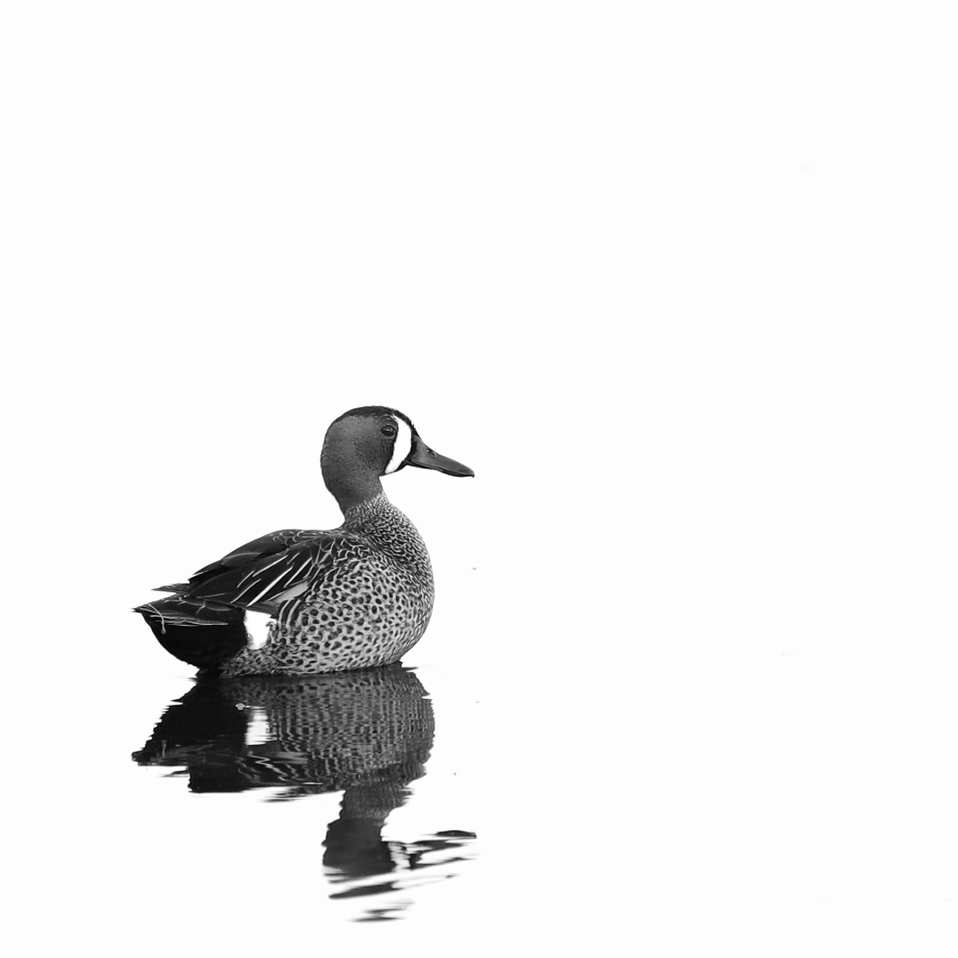 Black and white photo of a mallard duck in water, with its reflection visible below.