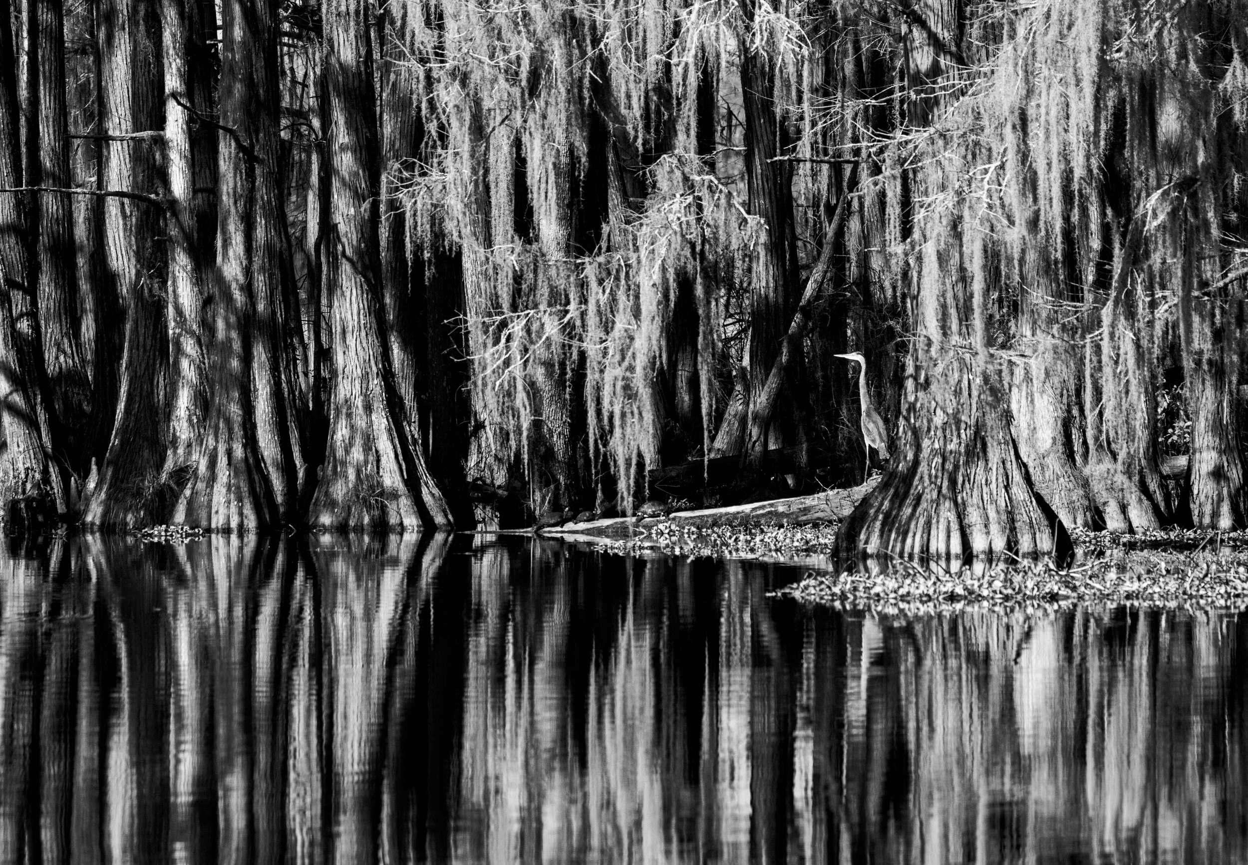 Black and white photo of cypress trees in a wetland, with Spanish moss hanging from the branches and their reflections visible in the calm water below.