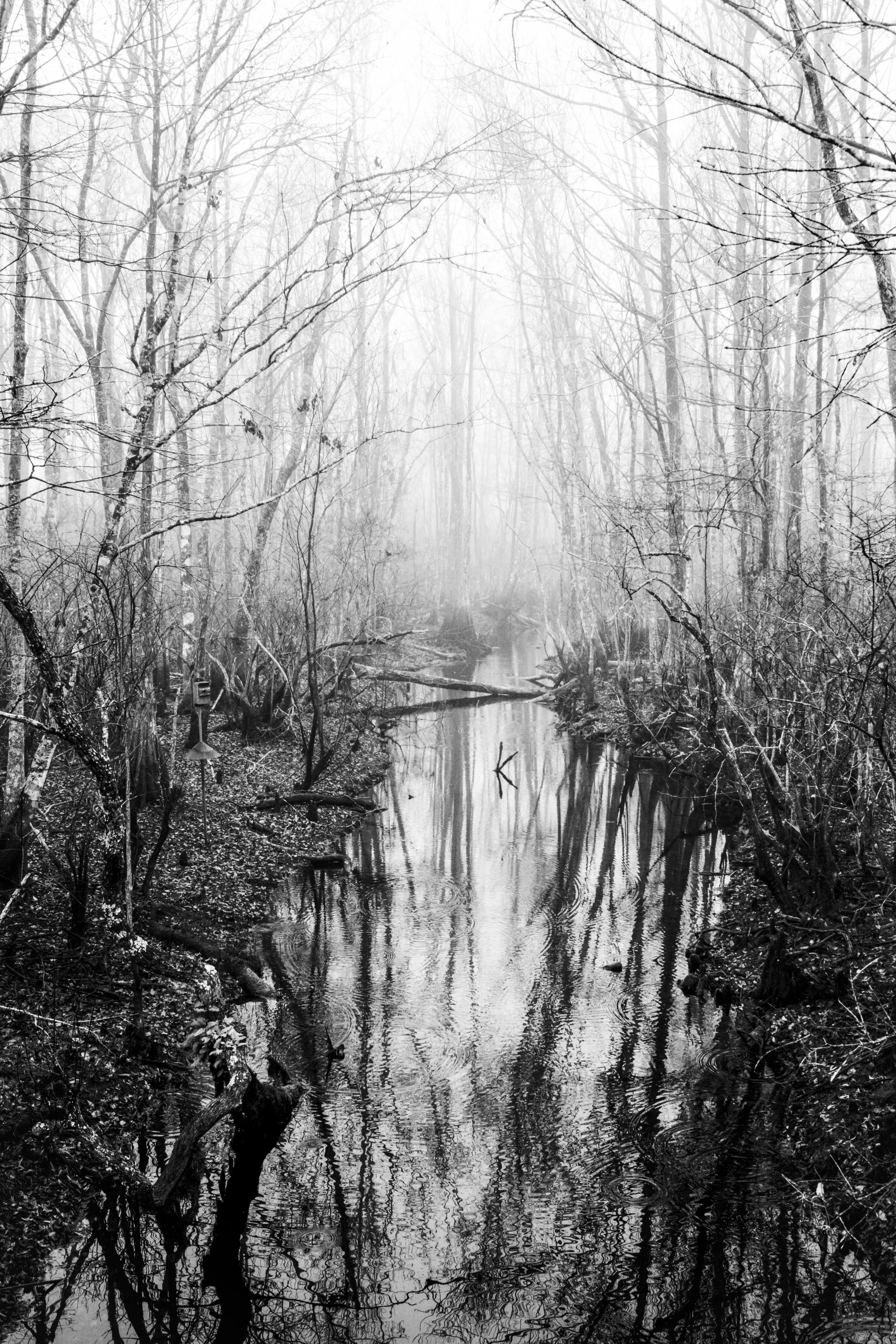 Black and white photograph of a foggy forest with leafless trees surrounding a calm stream reflecting the trees and sky.