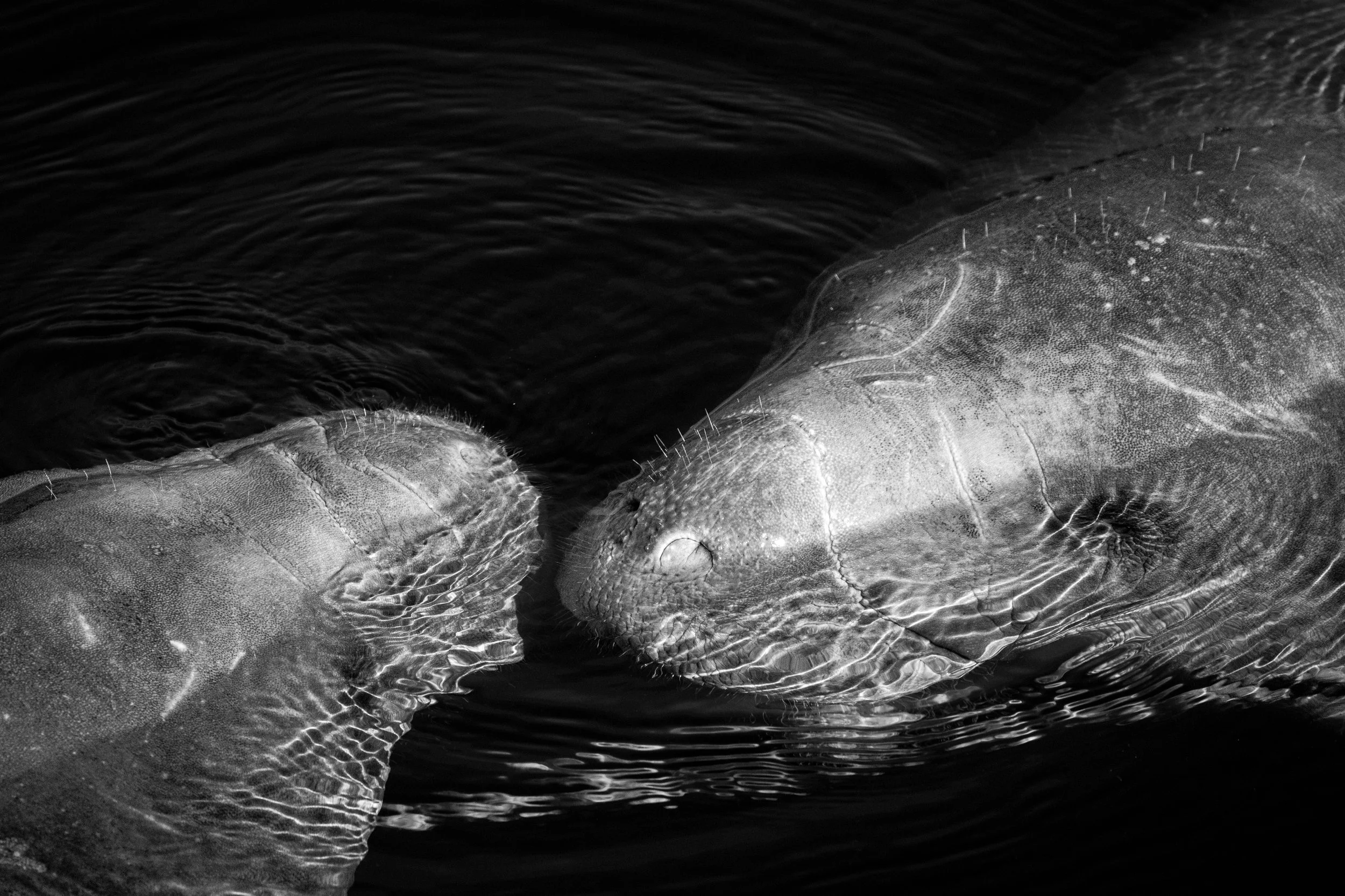 Close-up of a dolphin's head and upper body in water, black and white photo.