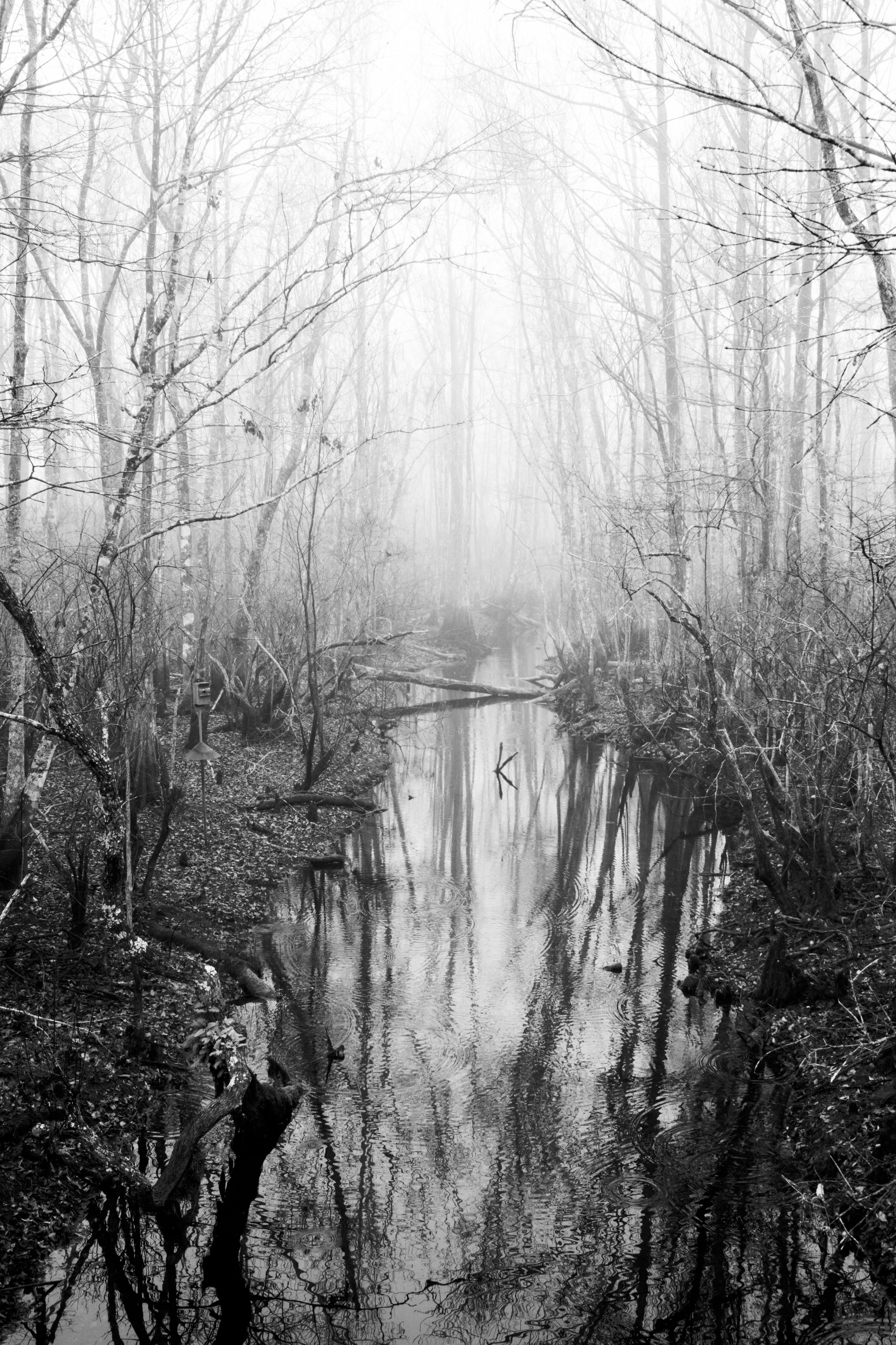 foggy_landscape_st_marks_nwr_02212026009.jpg