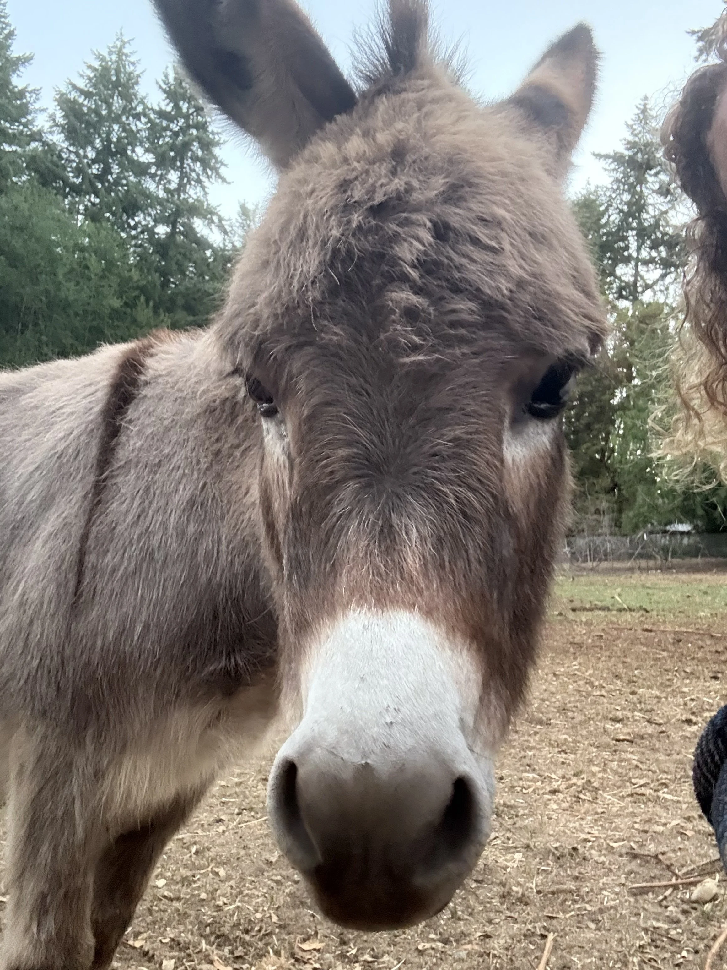 donkey.jpg