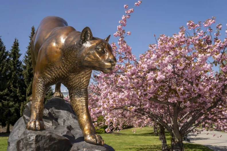 Bronze statue of a cougar on a rock with blooming pink cherry blossom trees in the background on a sunny day.