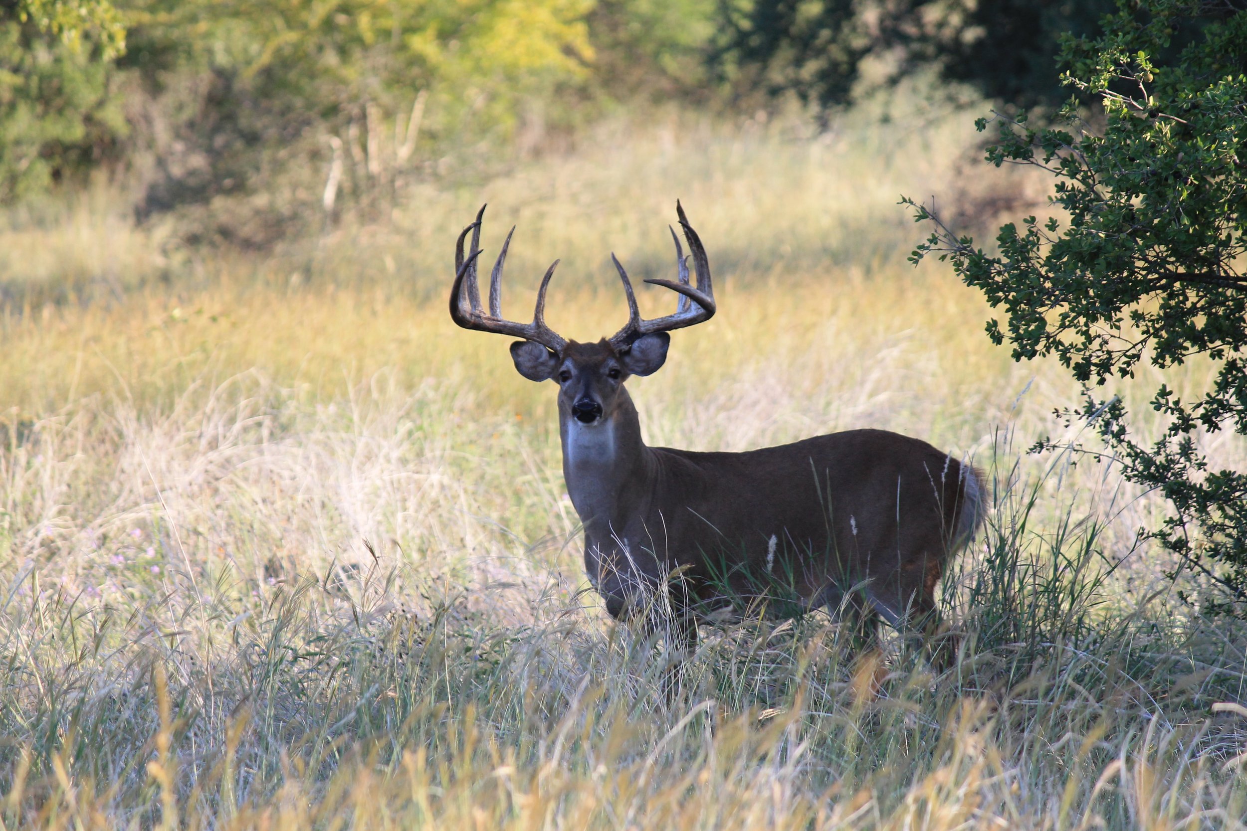 Whitetail